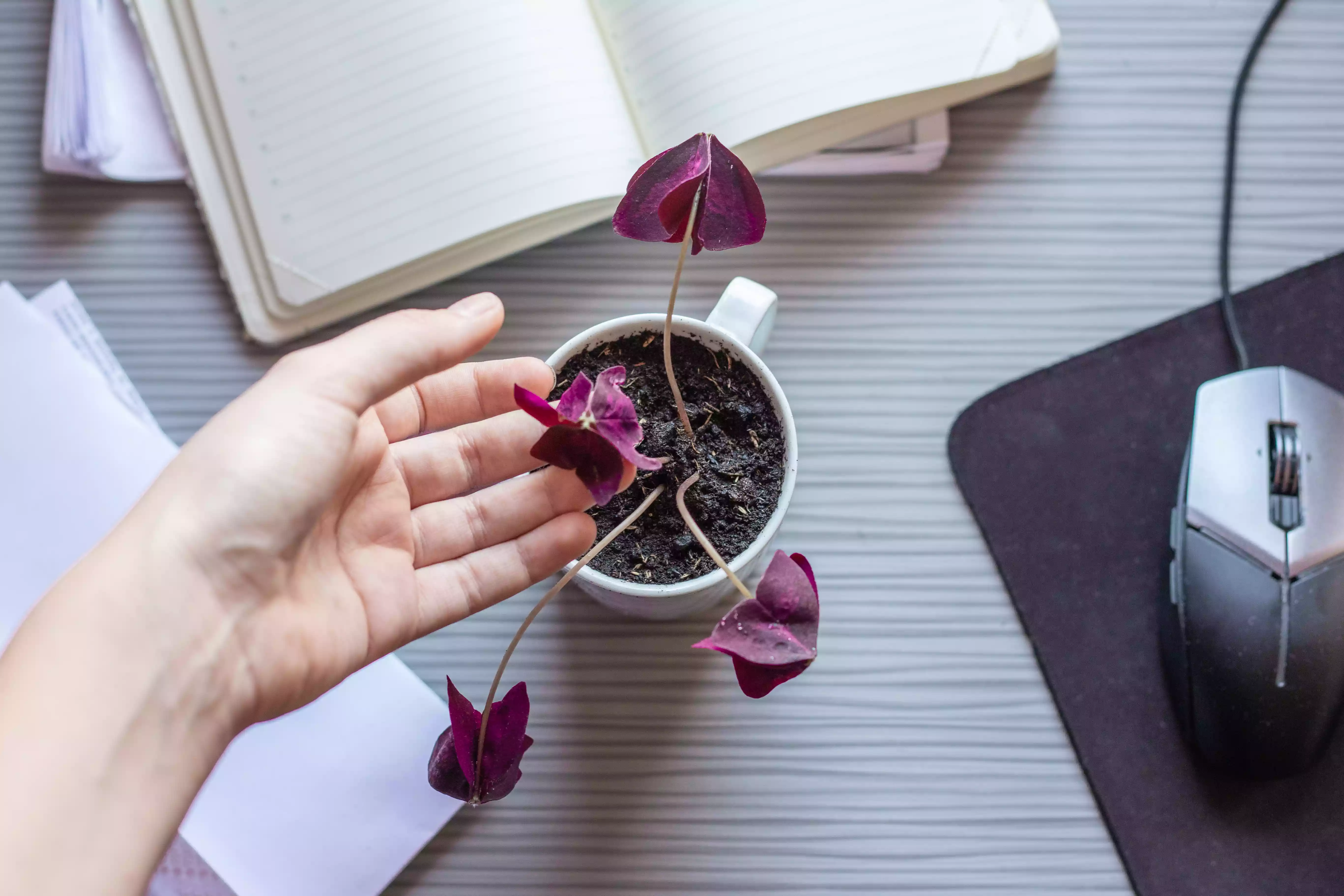 overhead shot of hand gently touching purple oxalis plant in coffee cup