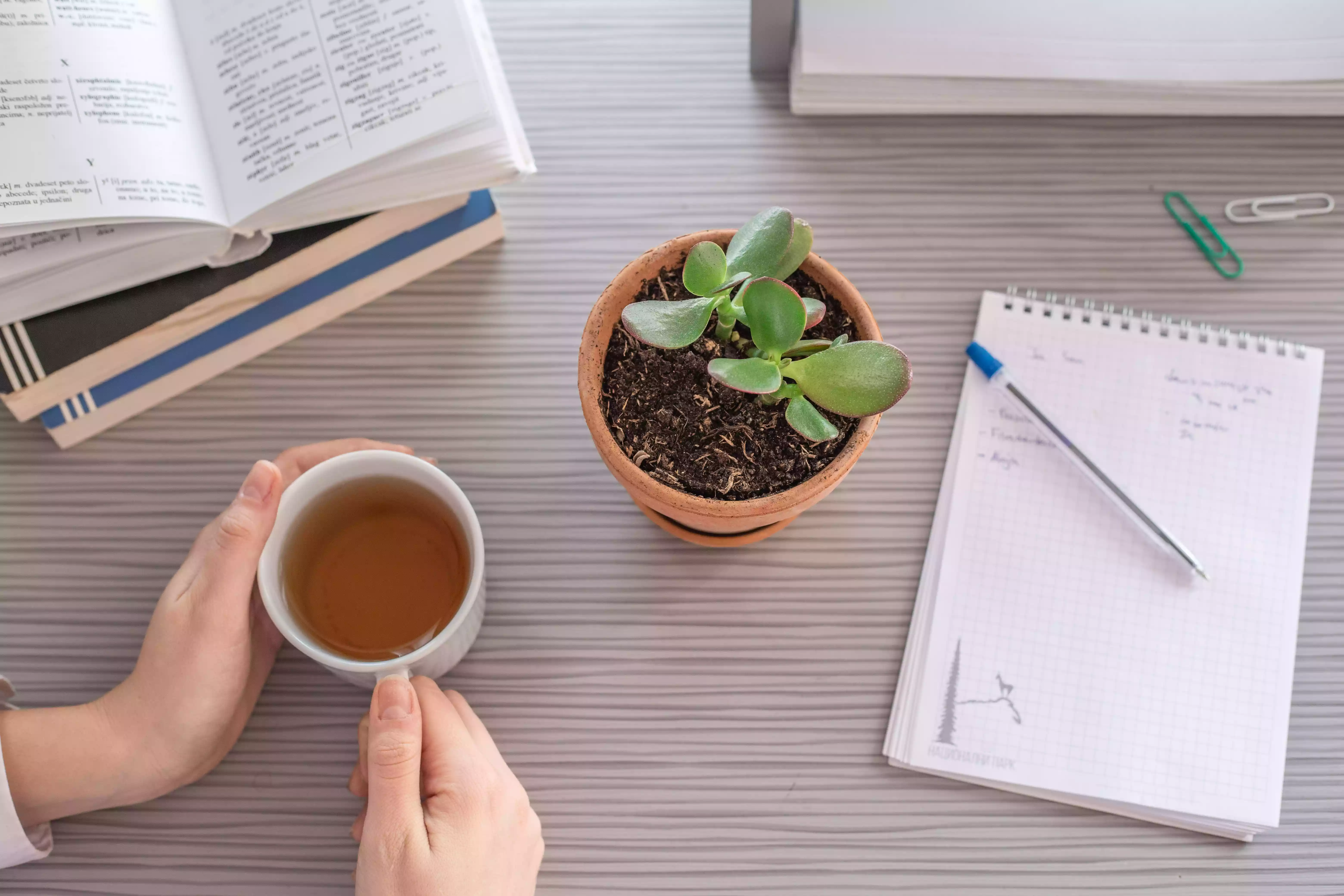 overhead shot of person with cup of tea and small jade plant on work desk