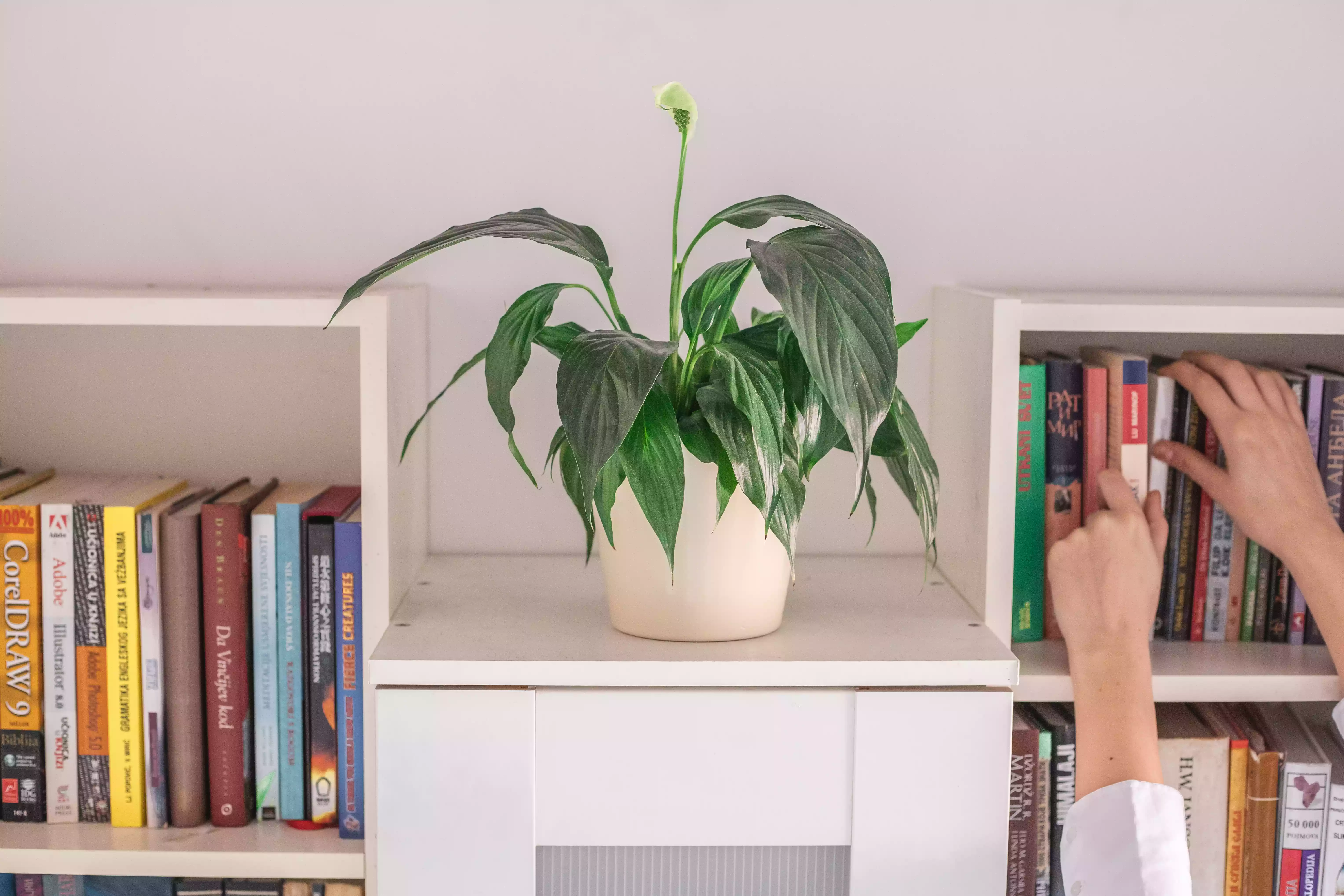 peace lily plant on white bookshelf while hands reach for a book