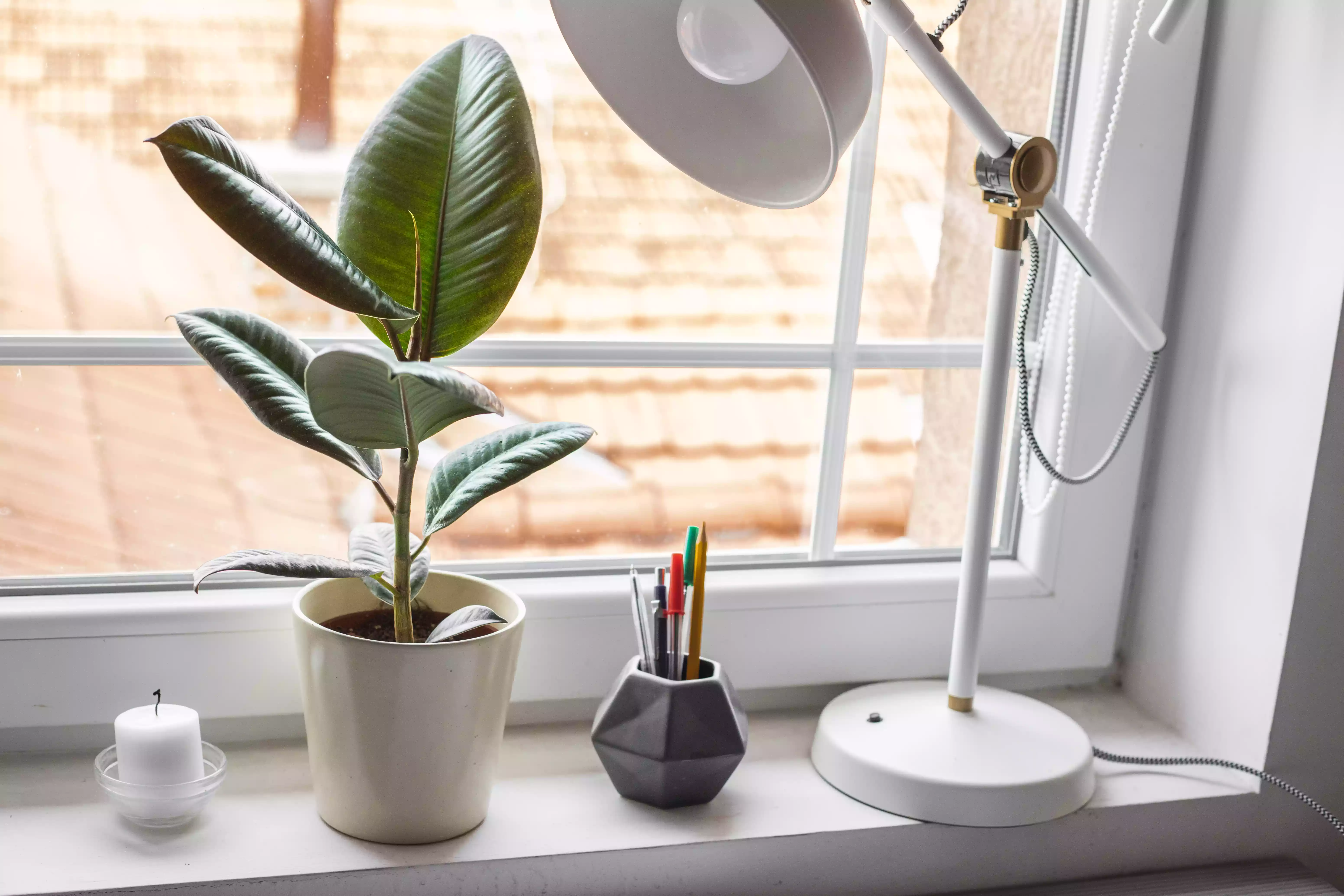 small rubber fig plant in windowsill next to office supplies
