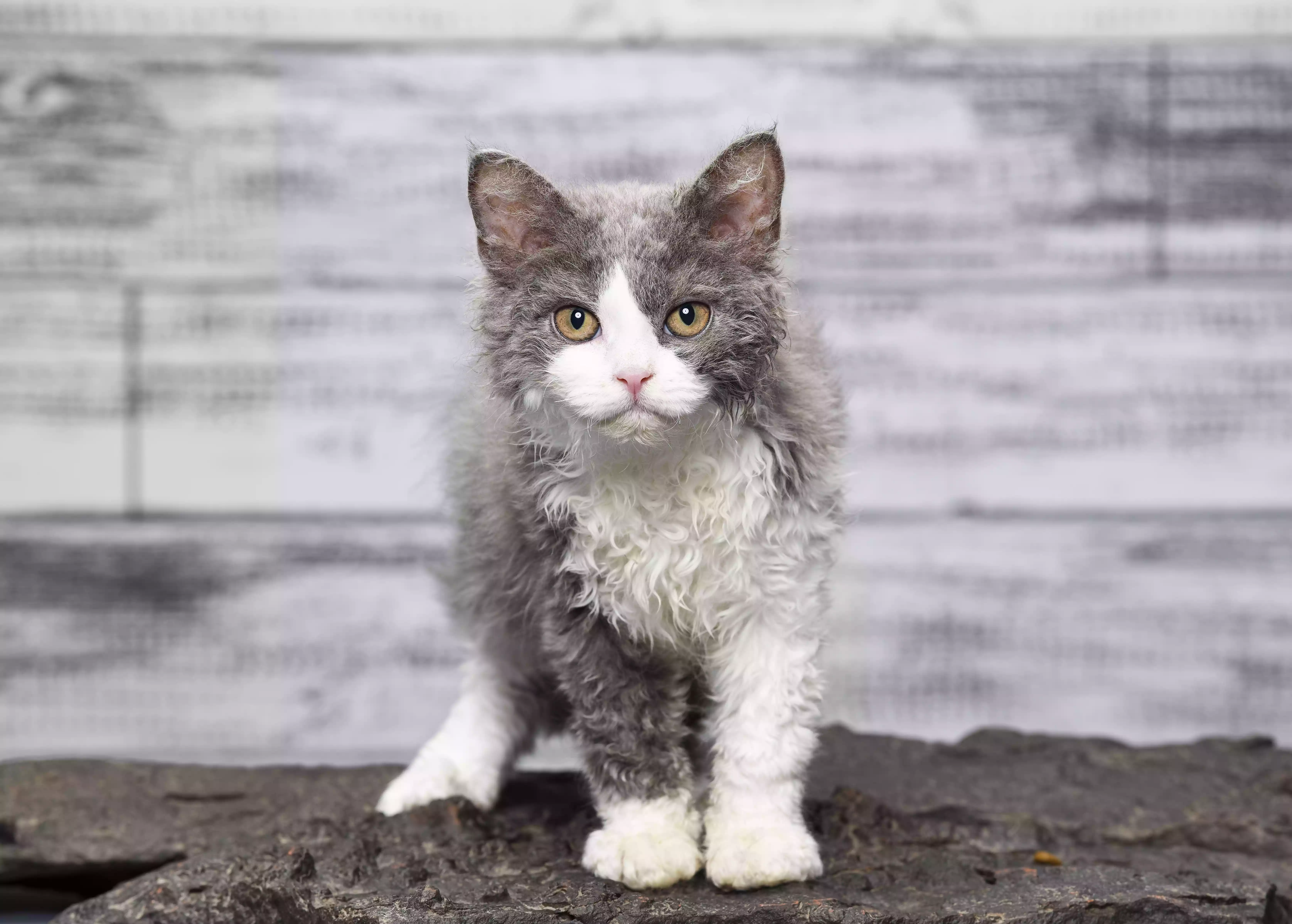 A white and gray Selkirk Rex cat standing on dark gray rocky ground against a white painted wooden wall