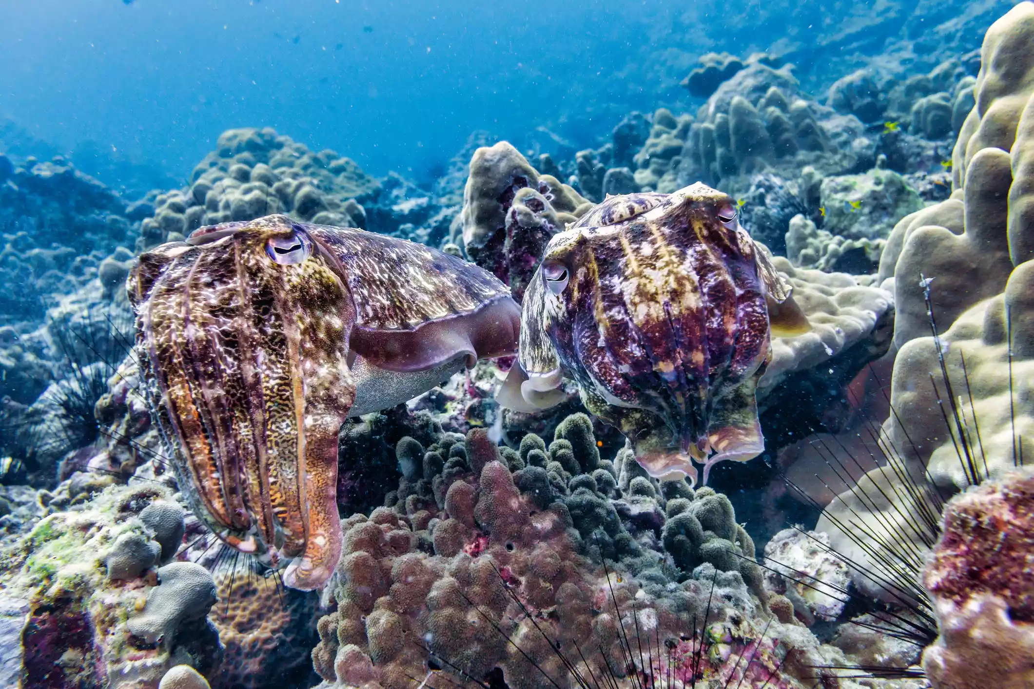A male and female cuttlefish blending into the colorful coral background