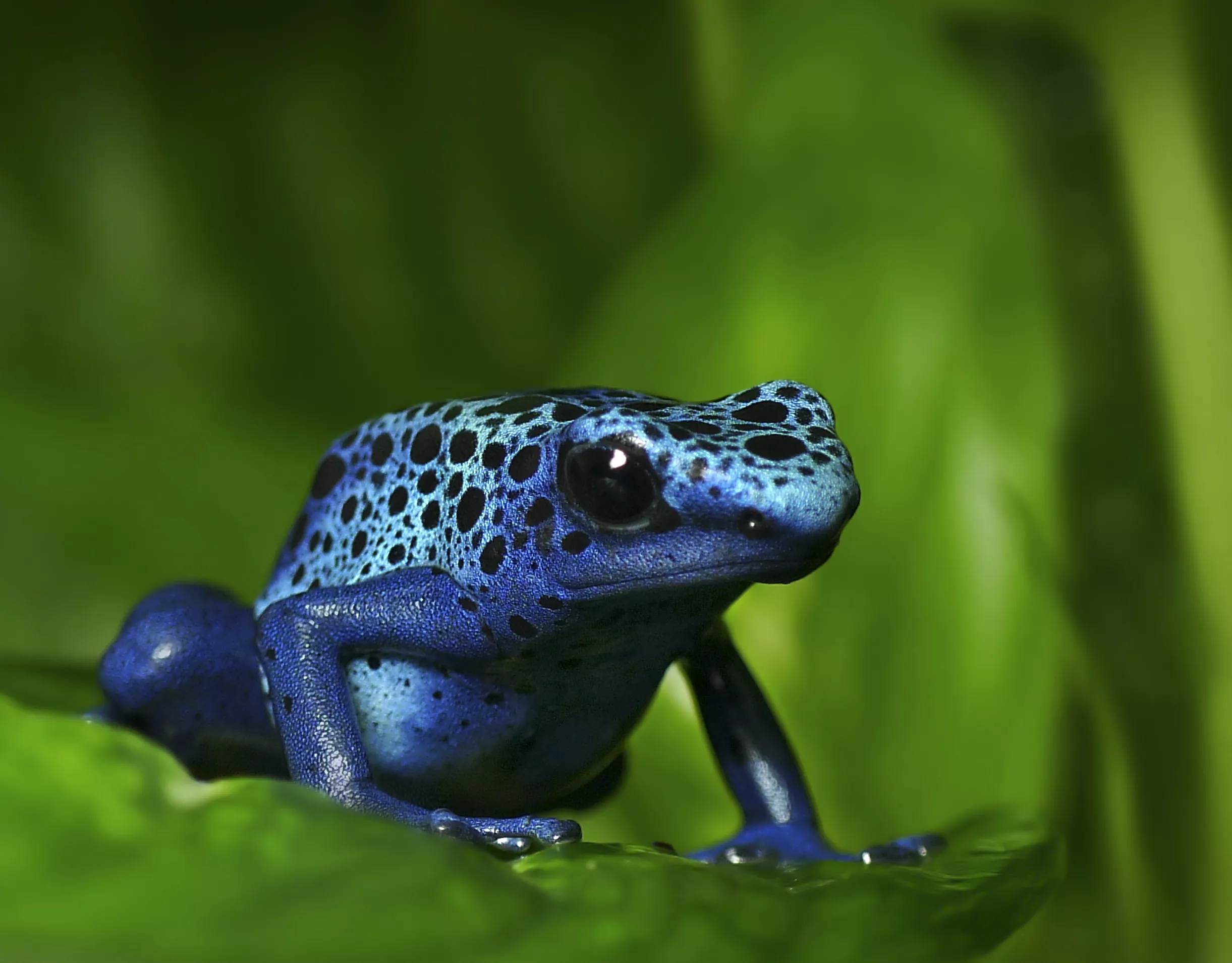 A blue poison dart frog resting on a green leaf