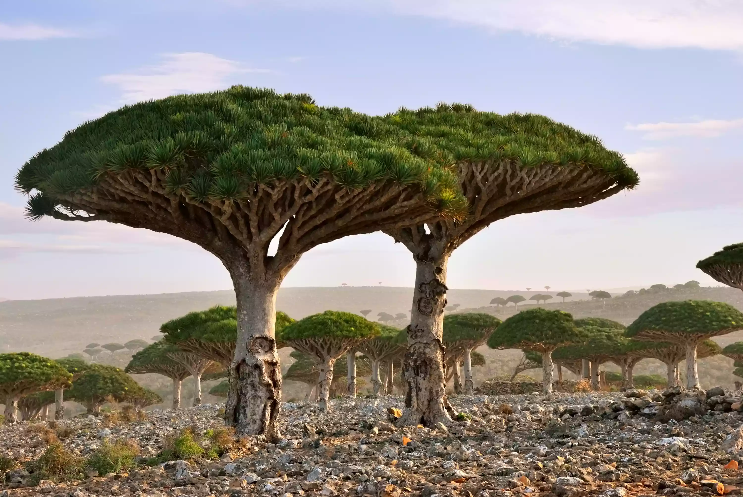 Forest of dragon blood trees on Socotra Island