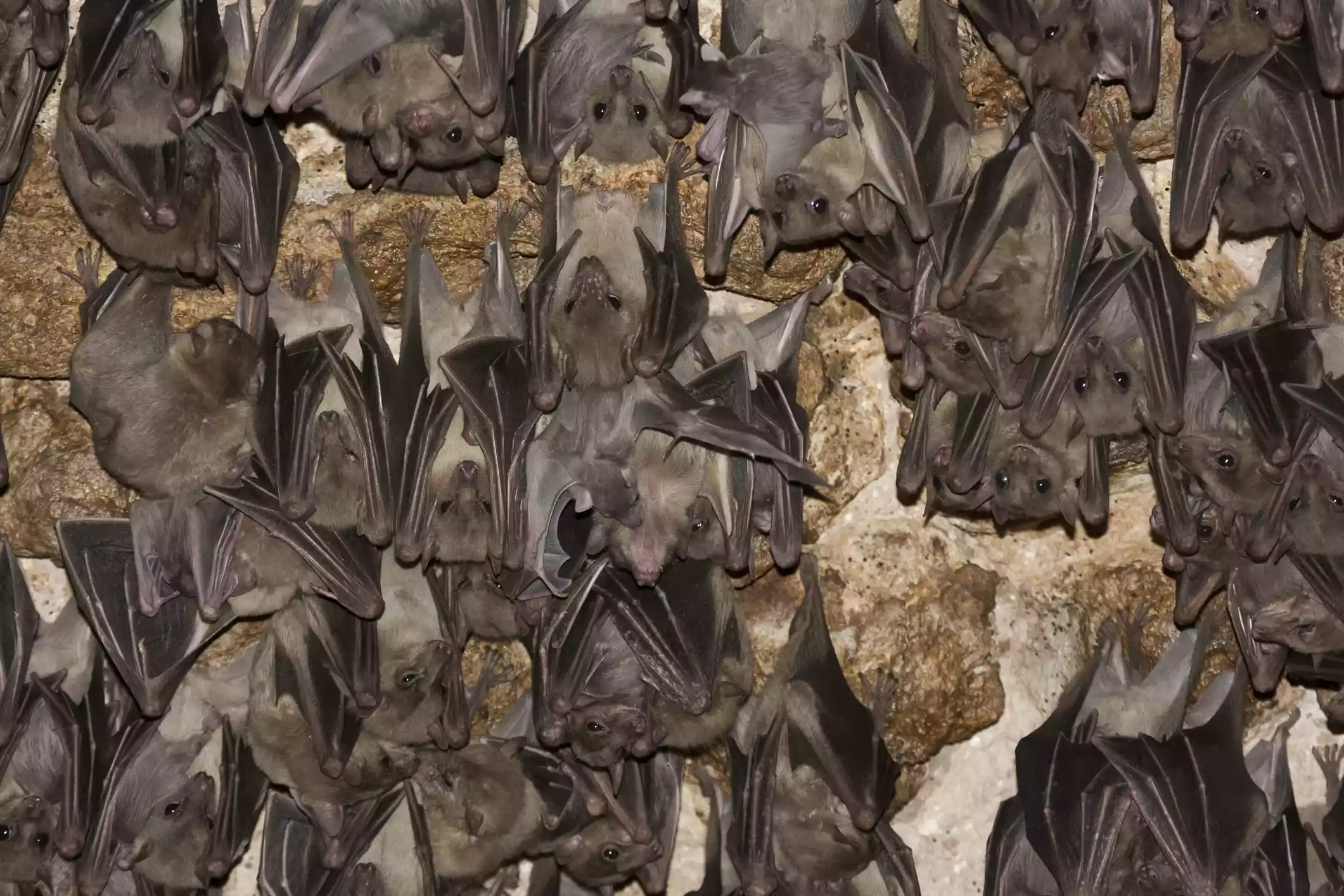 Egyptian rousette bats hanging in a large group at night