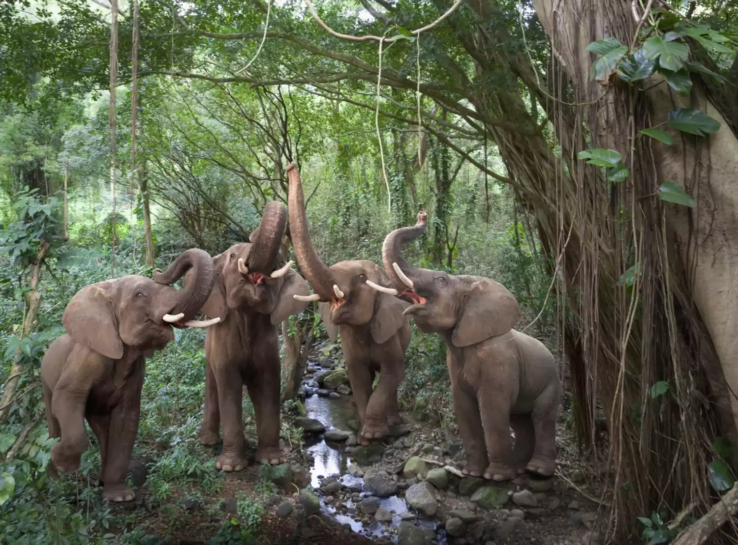 Elephants in a rainforest