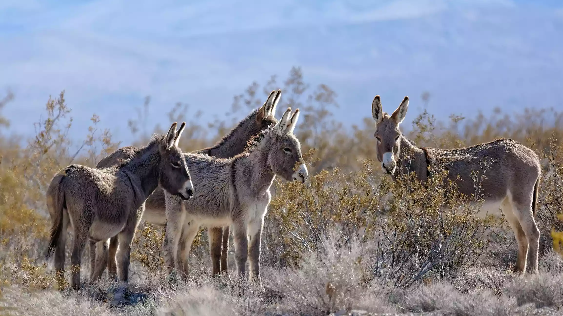 group of four burros stand near dry bushes