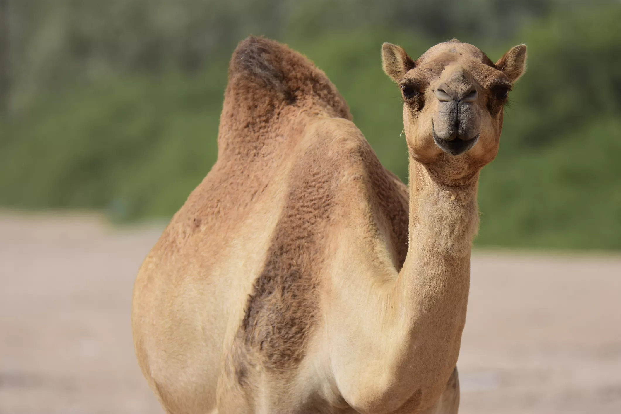 front view of single-hump camel