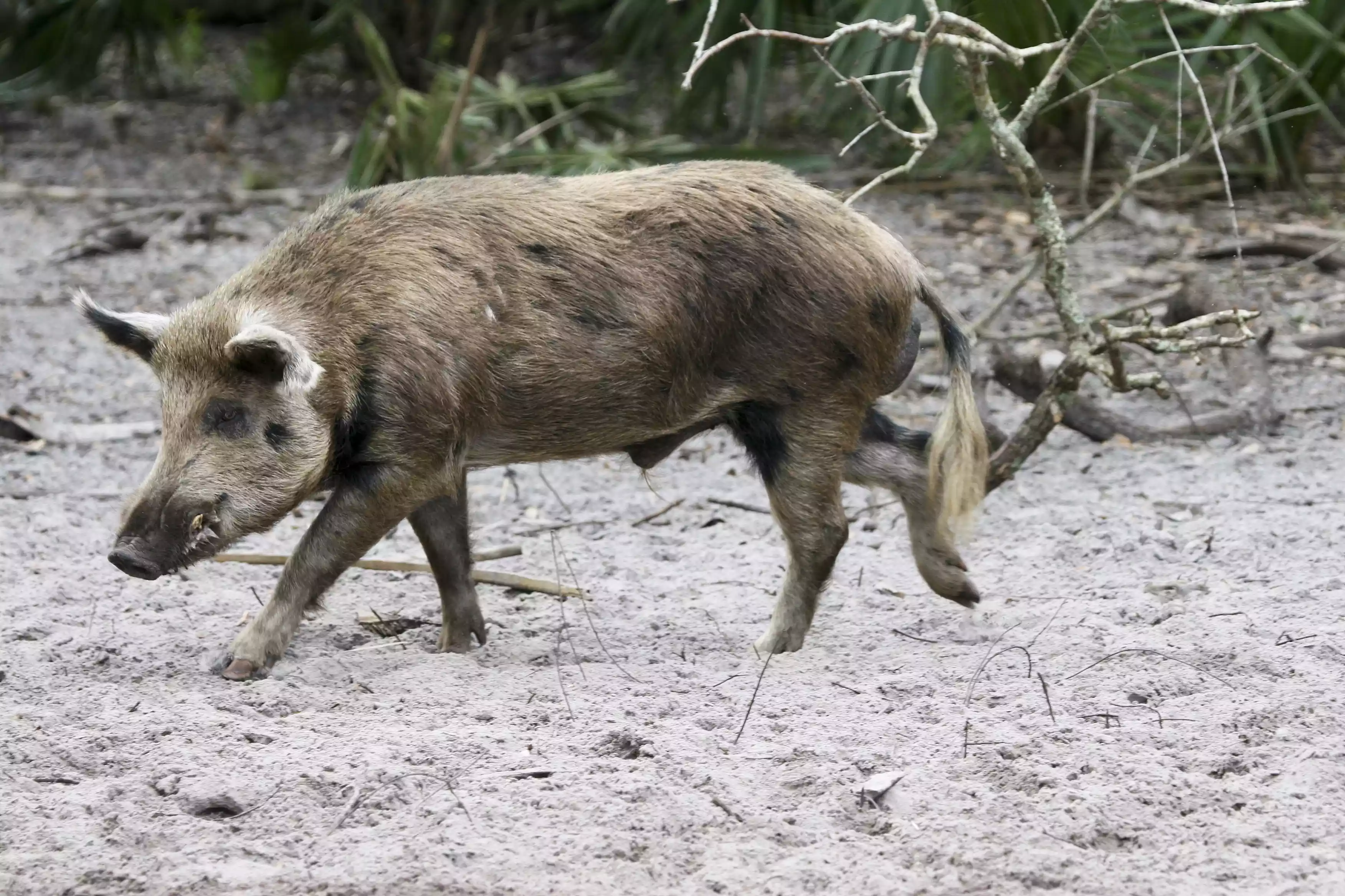 profile of tan and gray hog walking along beach