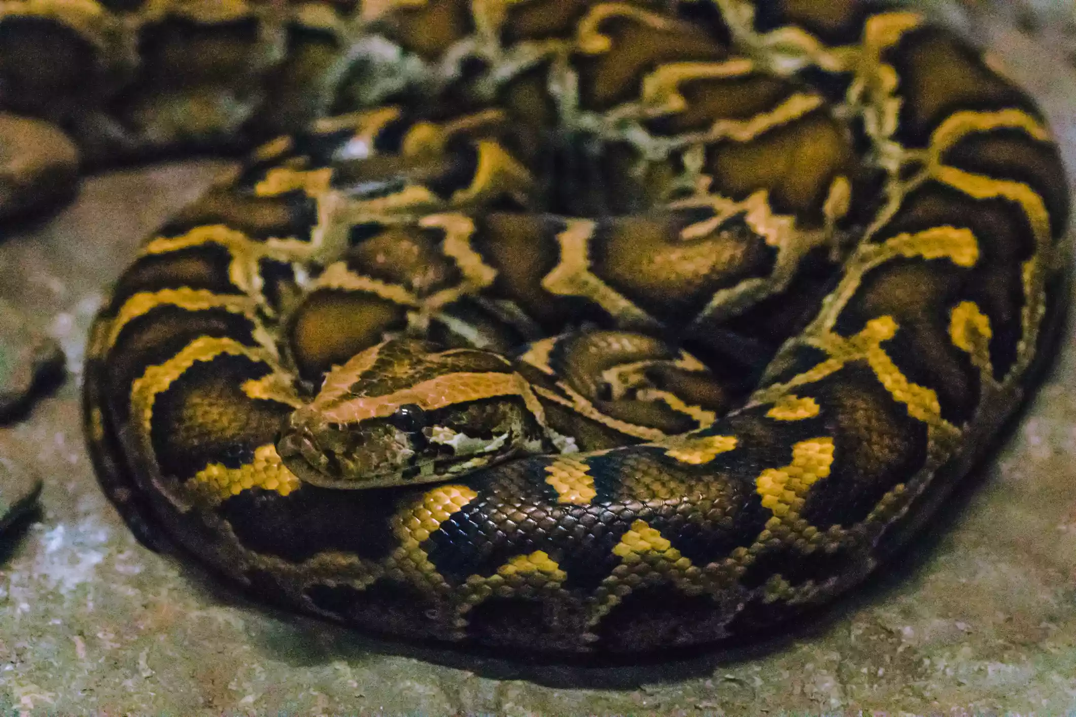 close up of burmese python coiled body