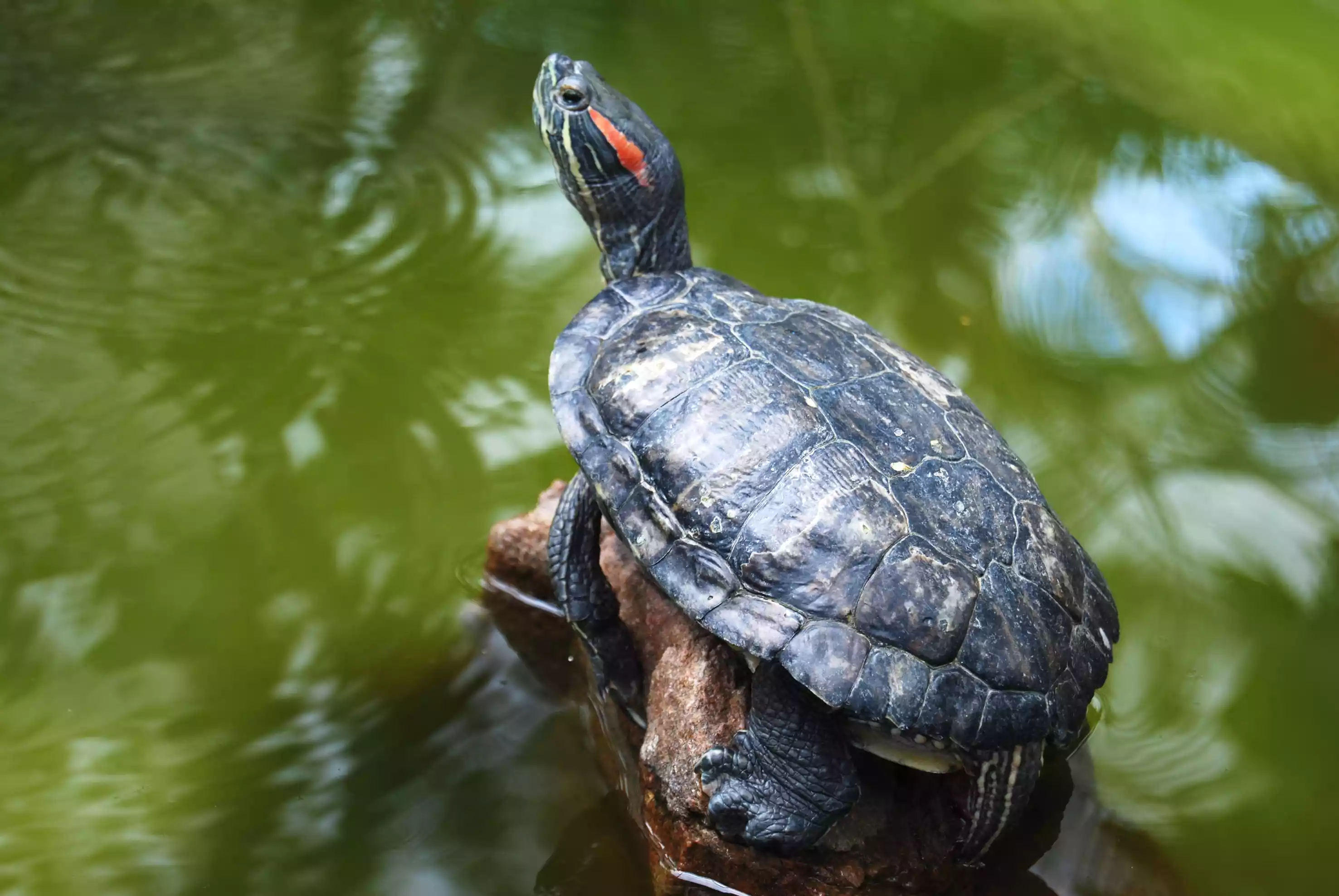red-eared slider turtle perches on log above water