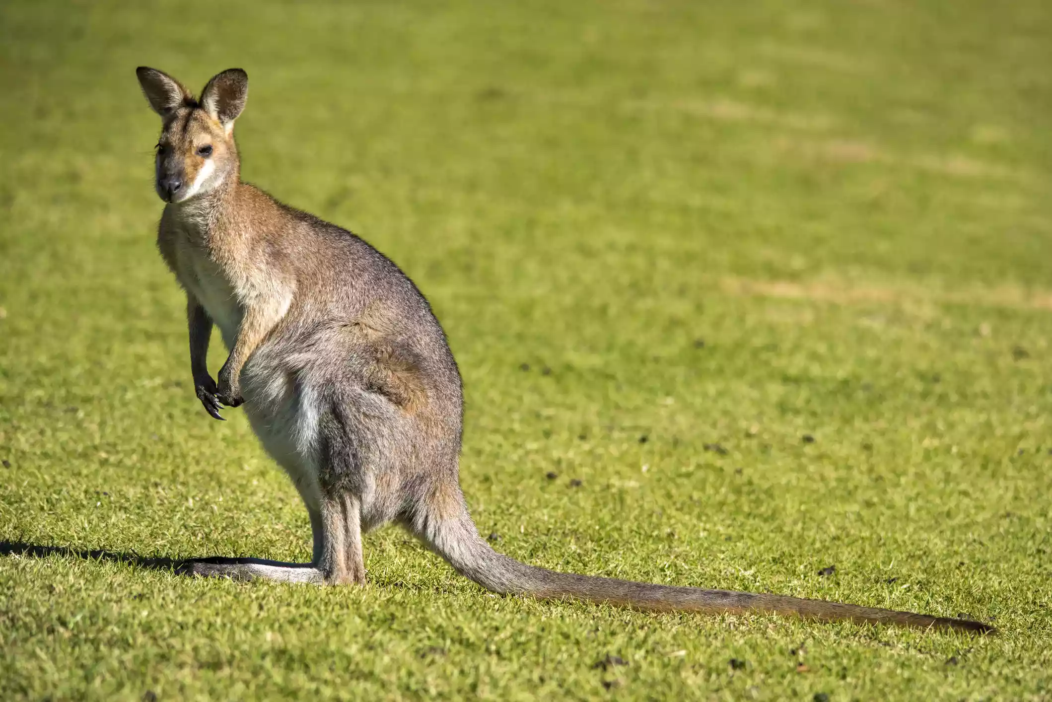 wallaby with long tail stands in sunlight