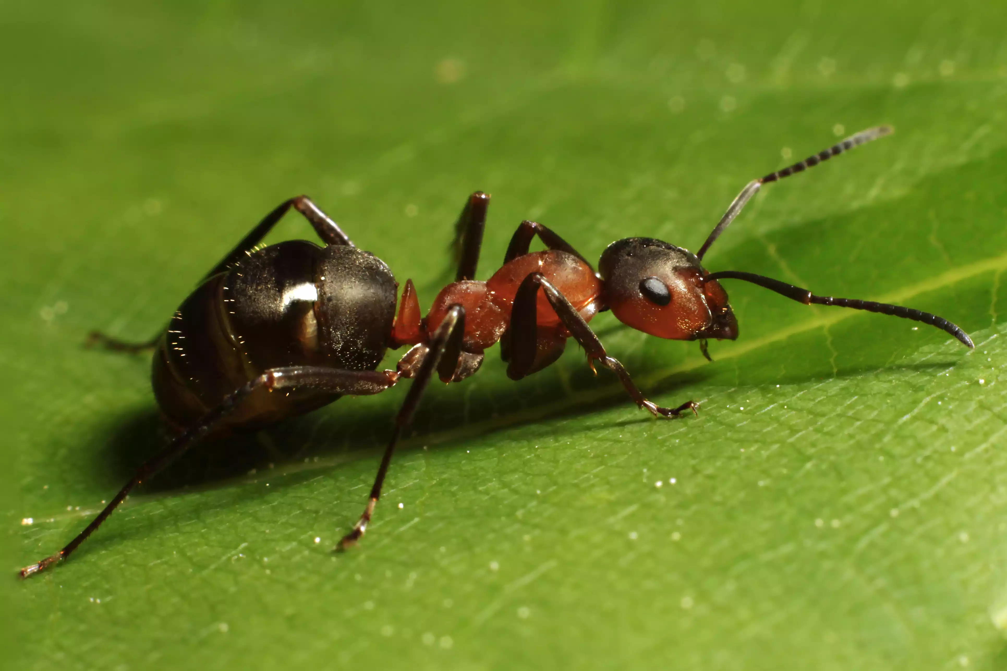 An ant with a red head and black abdomen sitting on a green leaf