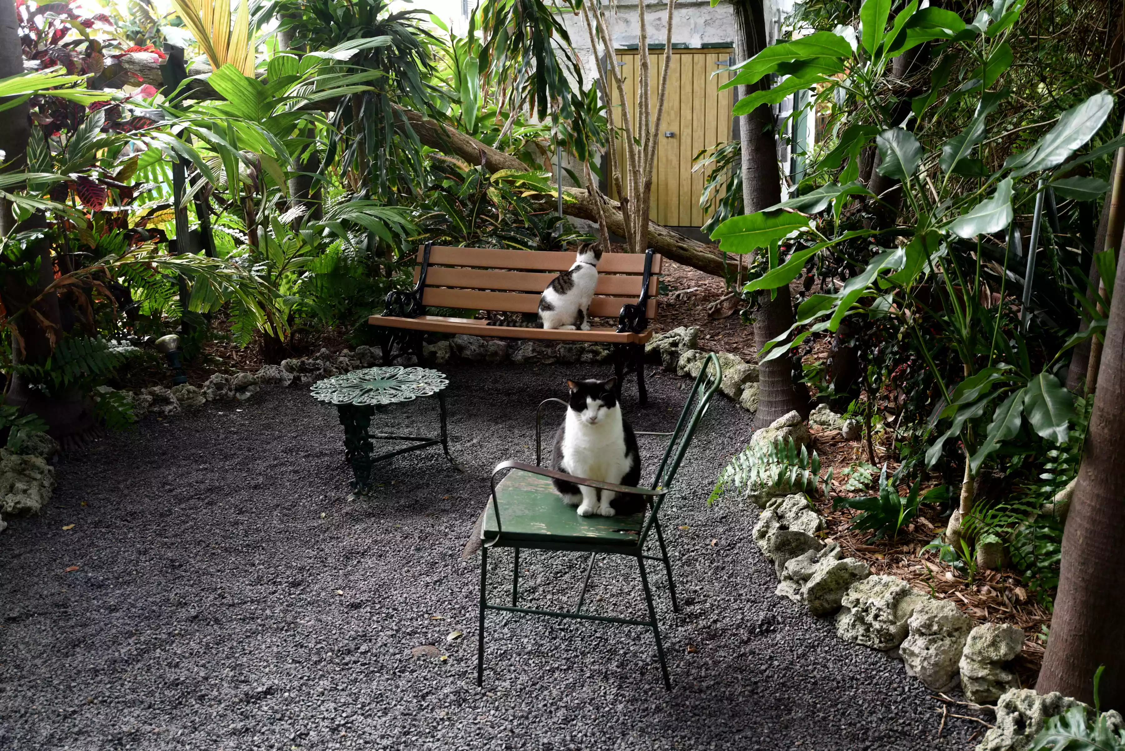 Polydactyl cats sitting in the Ernest Hemingway House garden