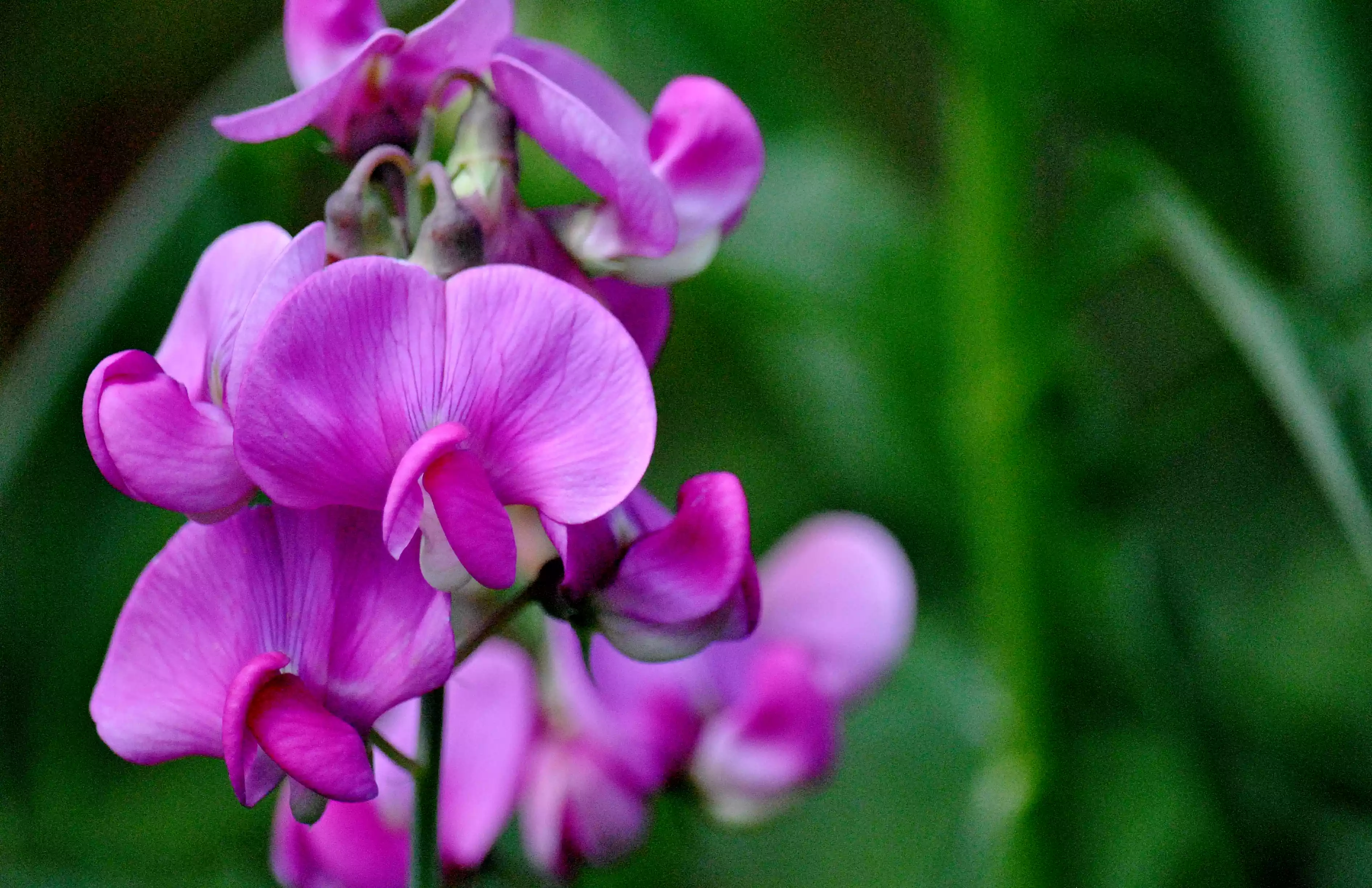 Gorgeously vibrant sweet pea flowers hang from the vine