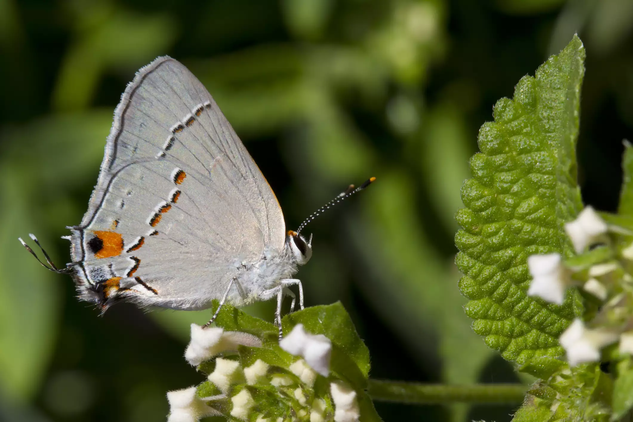 A gray butterfly with markings that resemble a body on the rear of its wings
