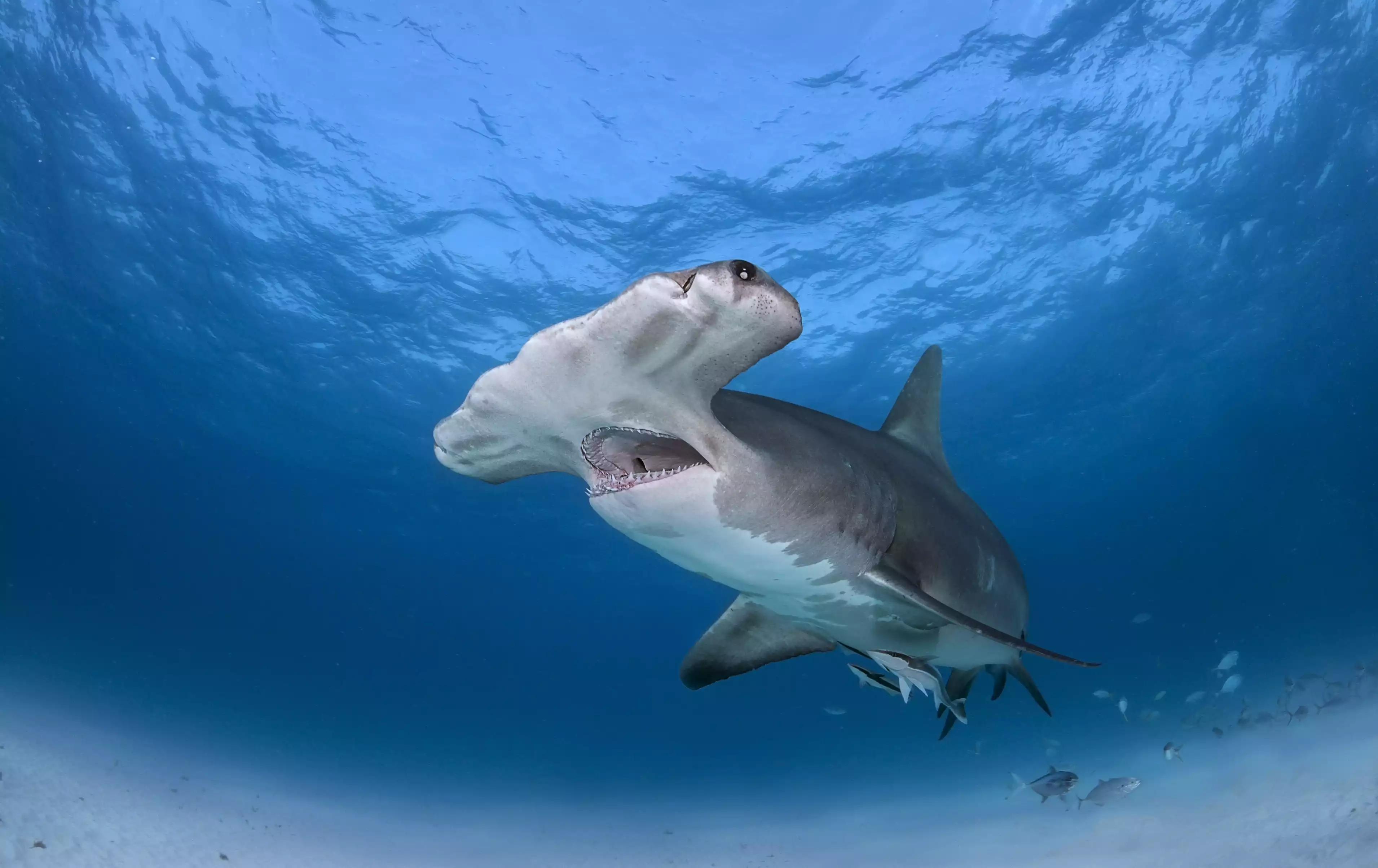 Gray great hammerhead shark with jaws open swimming in the ocean