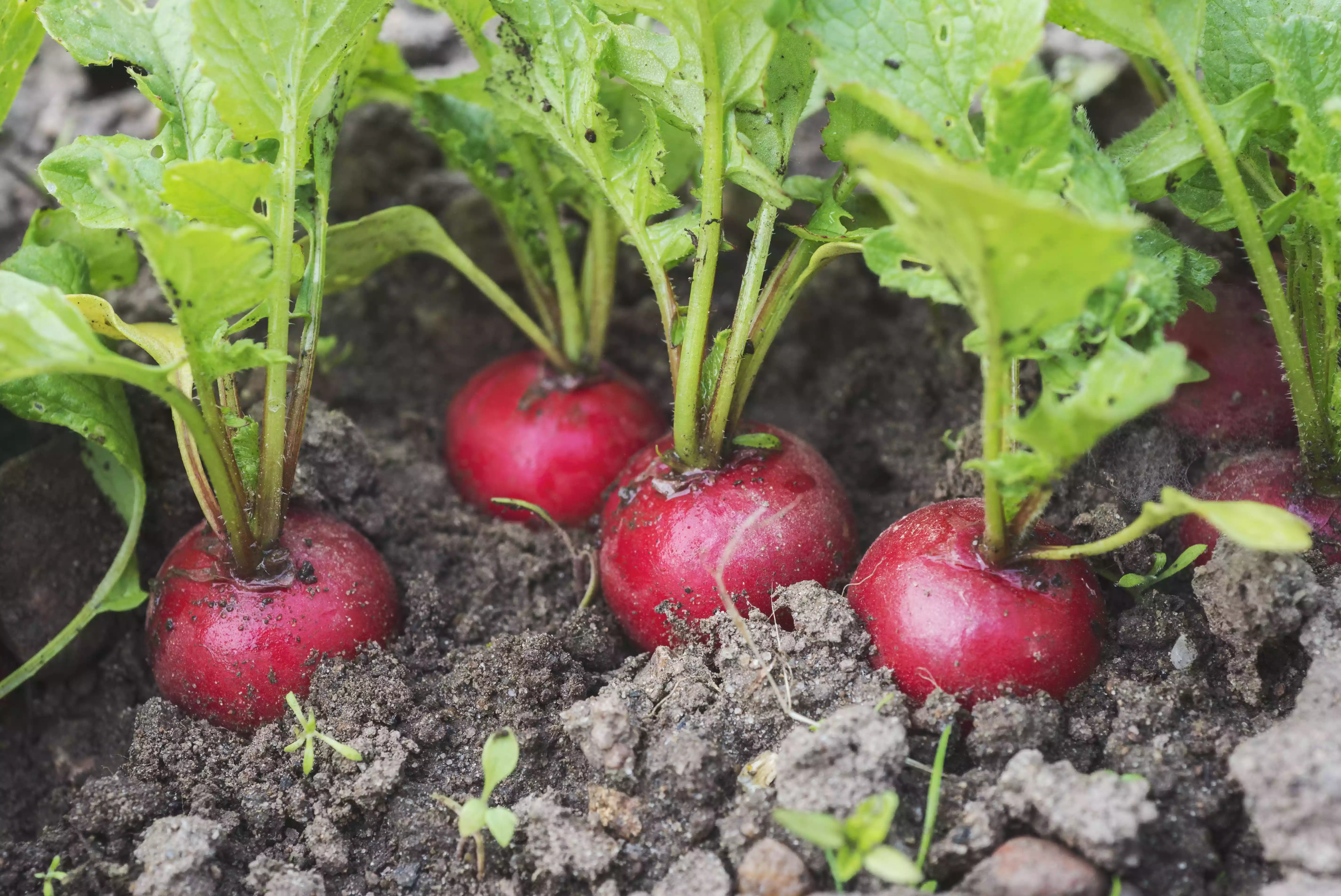 Close-up view of radishes half buried in soil