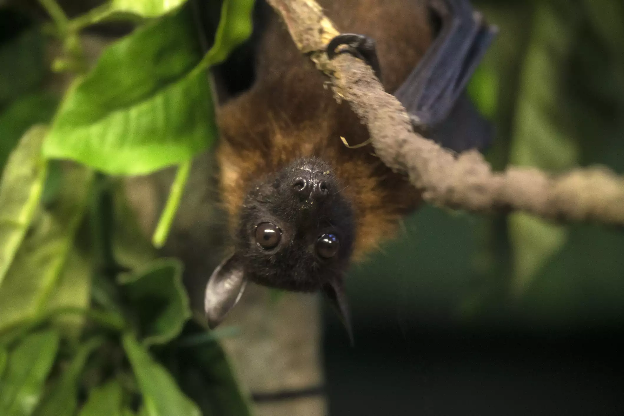 Indian flying fox bat hanging on a branch