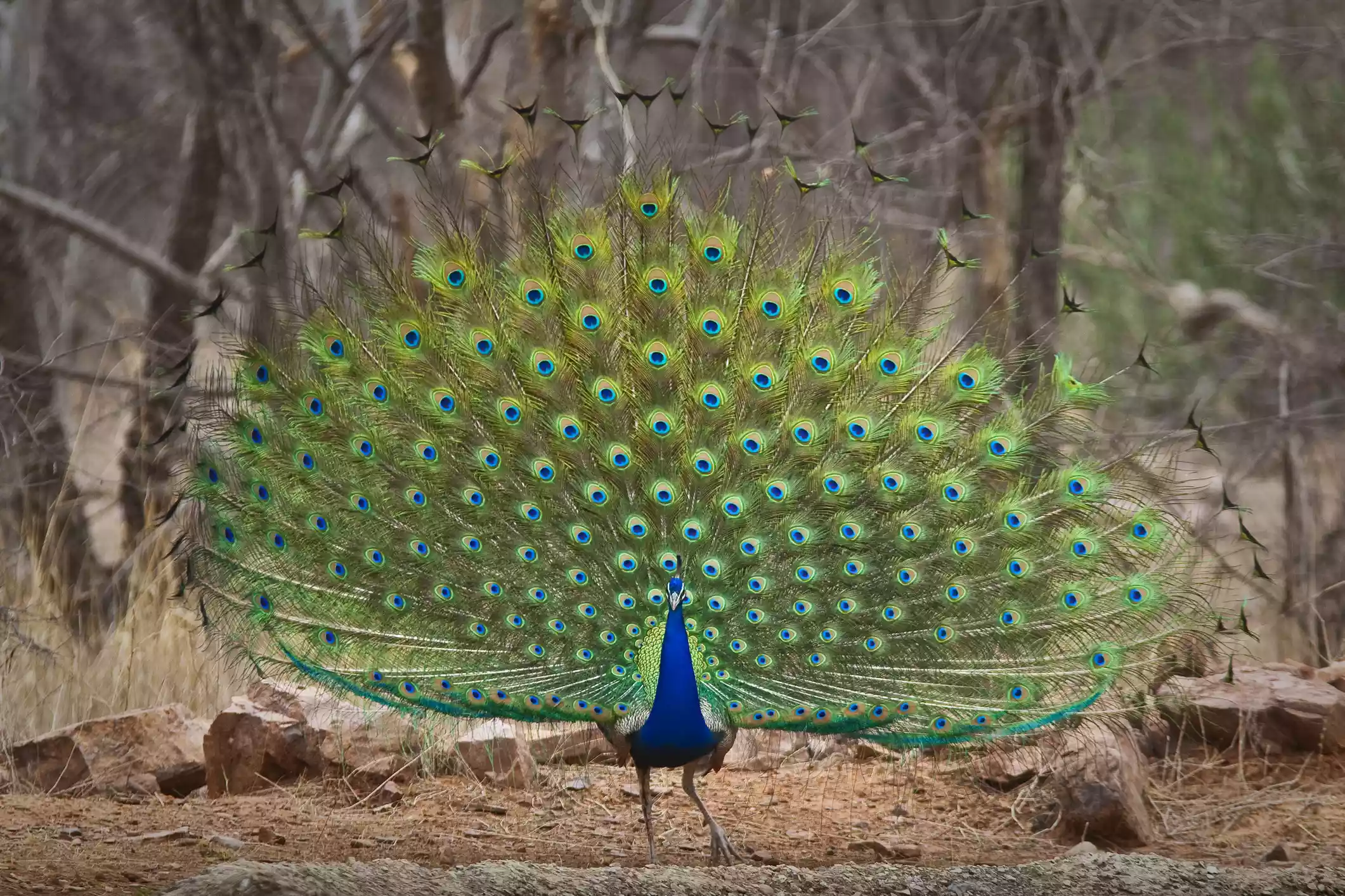 A blue and green peacock standing in a forest and displaying its tail feathers