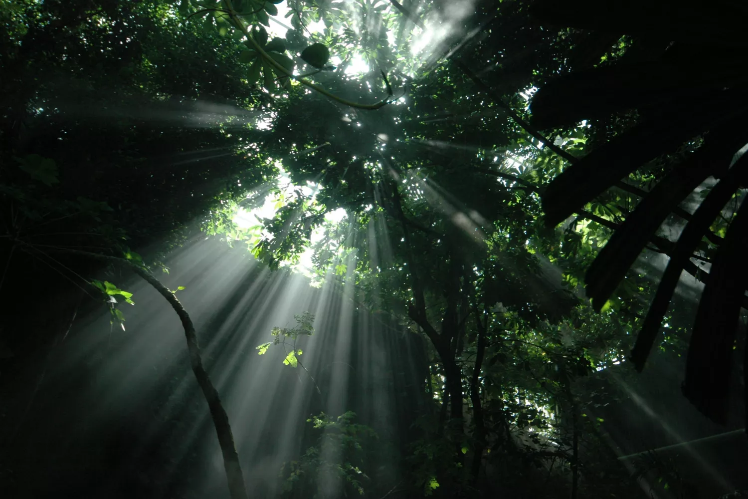 Tropical forest sunbeams through the canopy