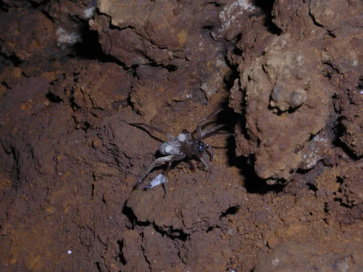 Kauai no eyed wolf spider in cave with young on back. The egg case is in the foreground