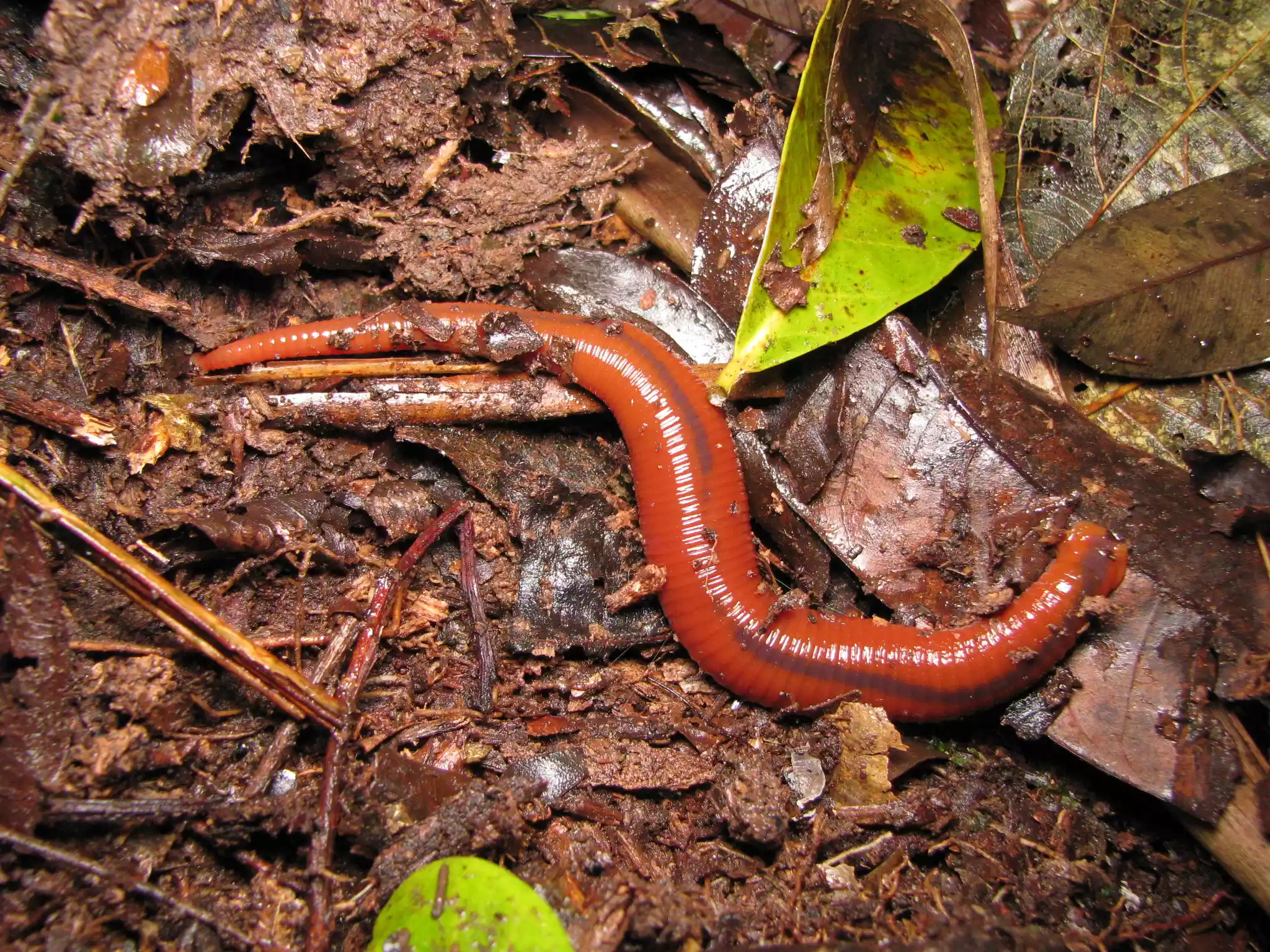 A red leech on a forest floor