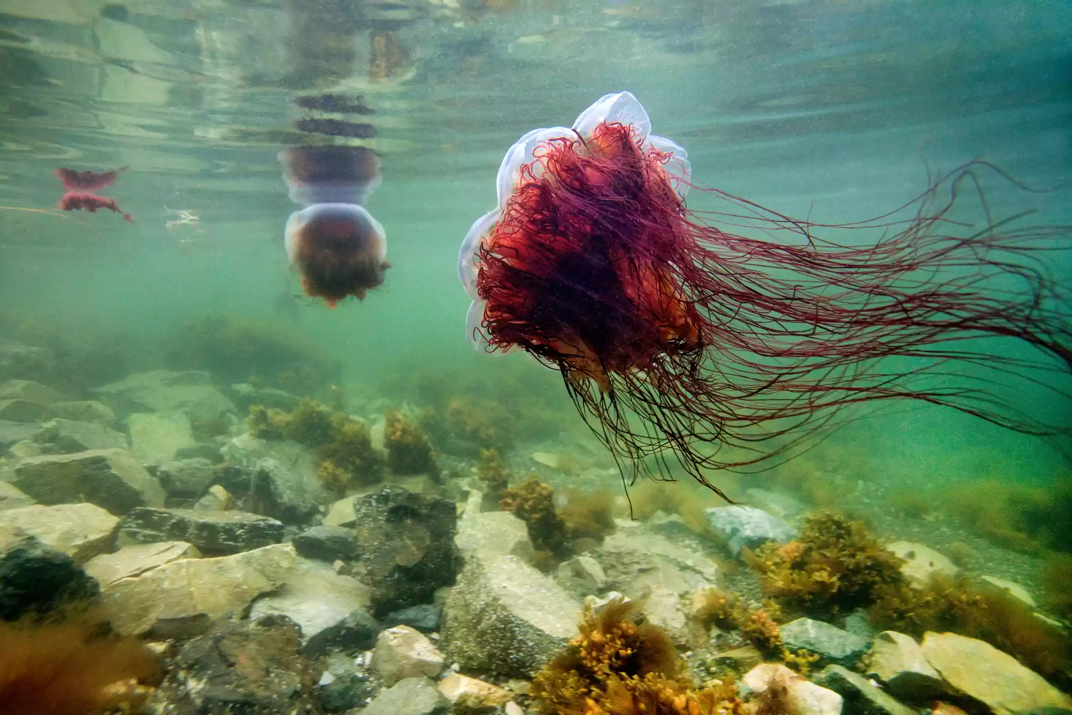 Lion's mane jellyfish swimming along a rocky surface