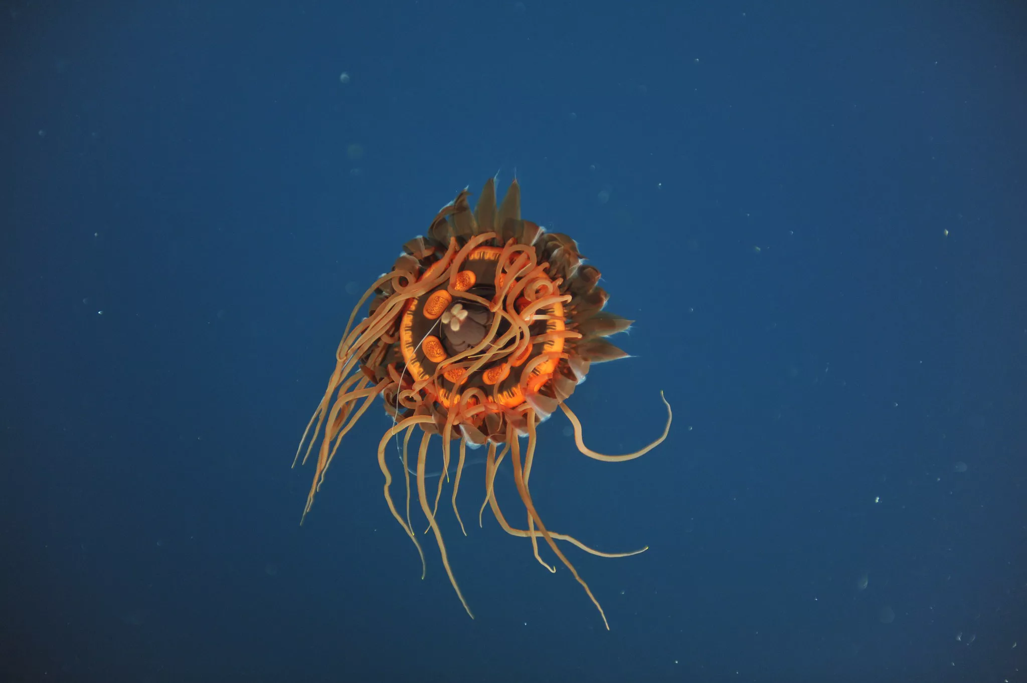Underside of an Atolla jelly with long, thin tentacles