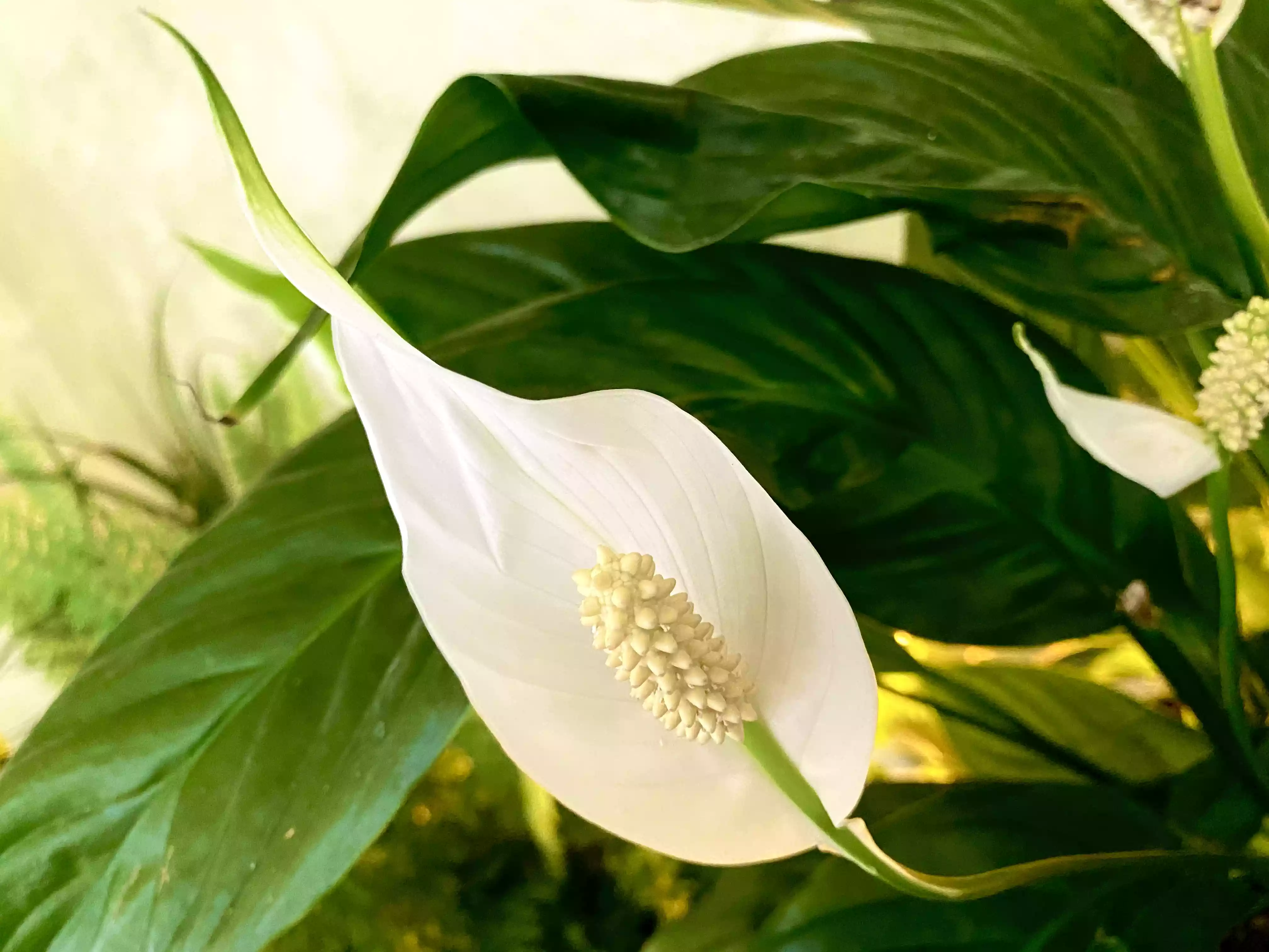 Close up of a peace lily bloom