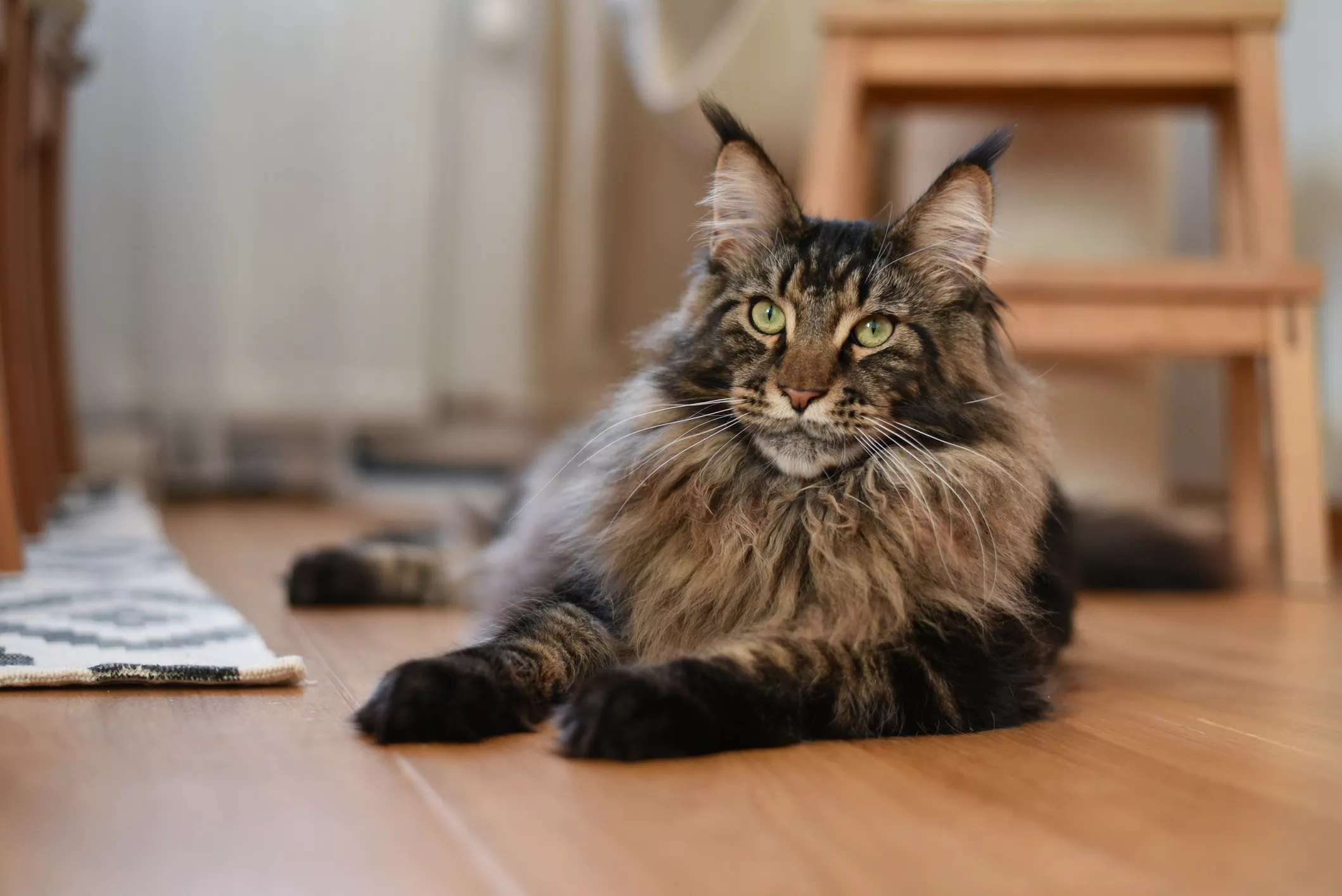 Maine coon cat with paws out, lying on floor