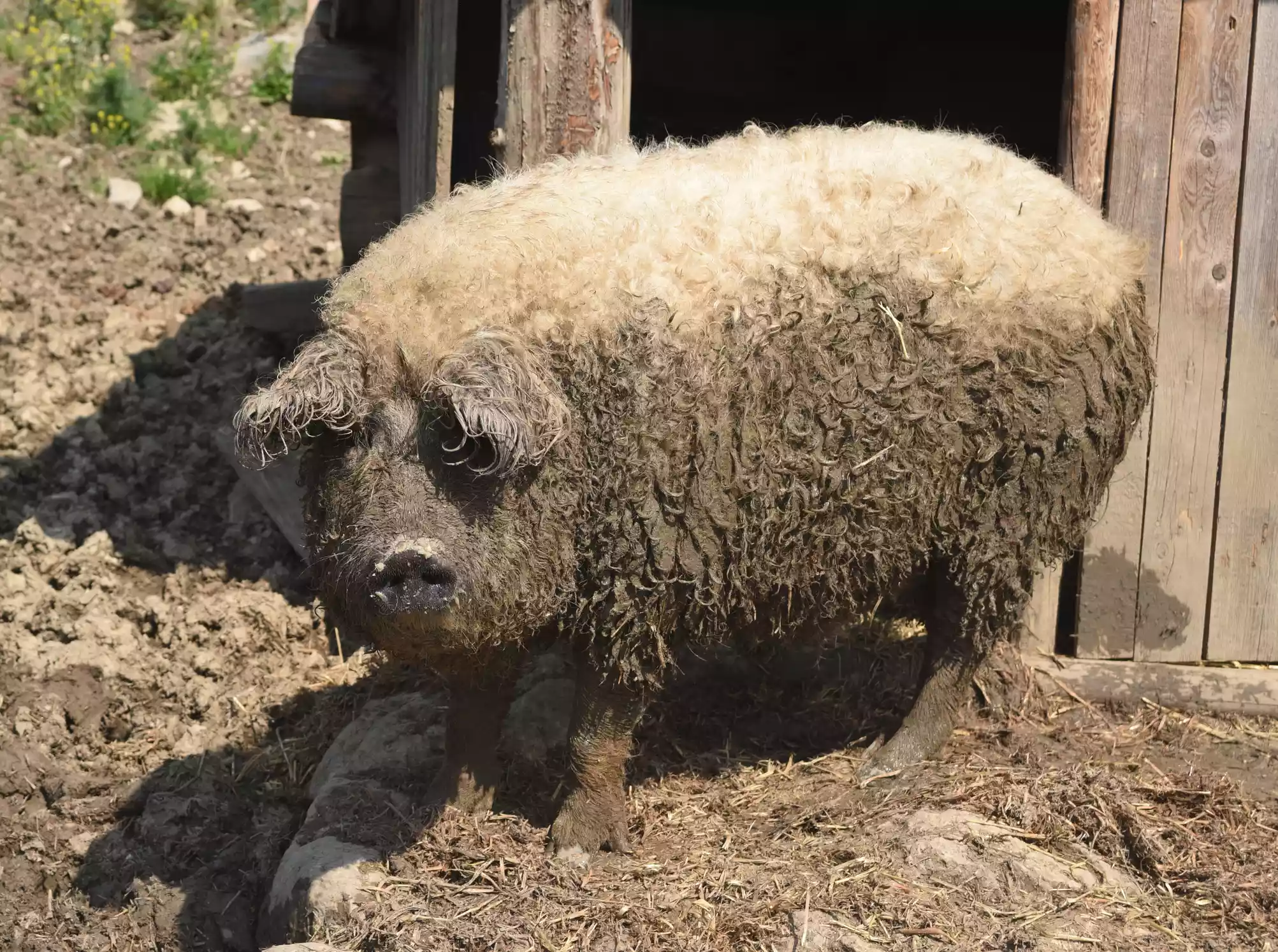 A blonde Mangalica pig covered in mud standing on muddy ground against a wooden building