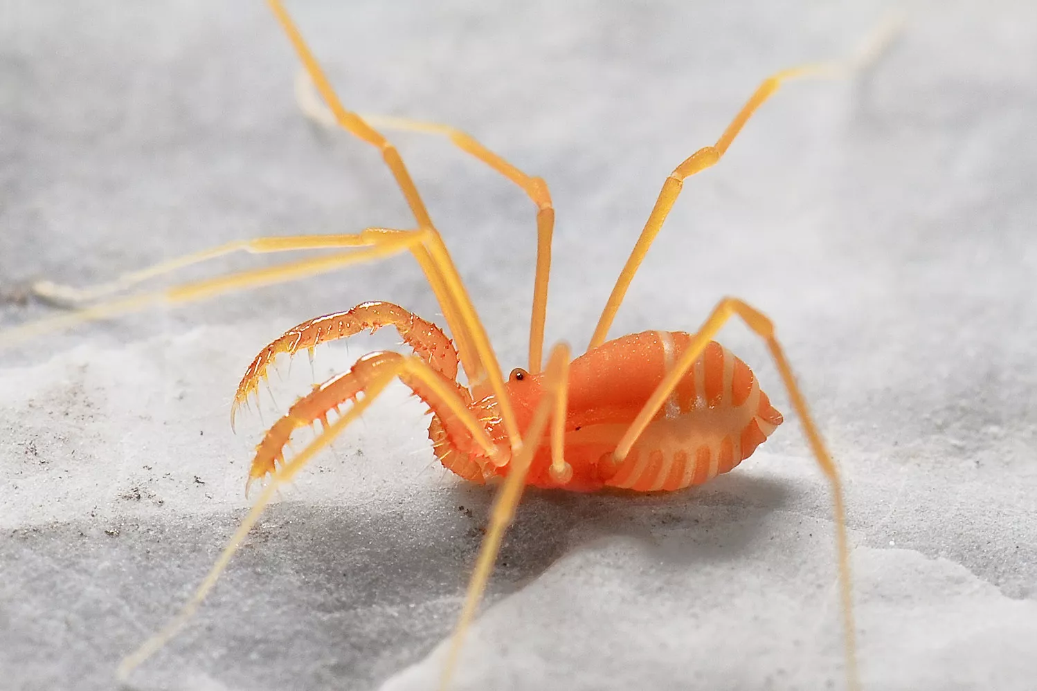 orange spider like insect