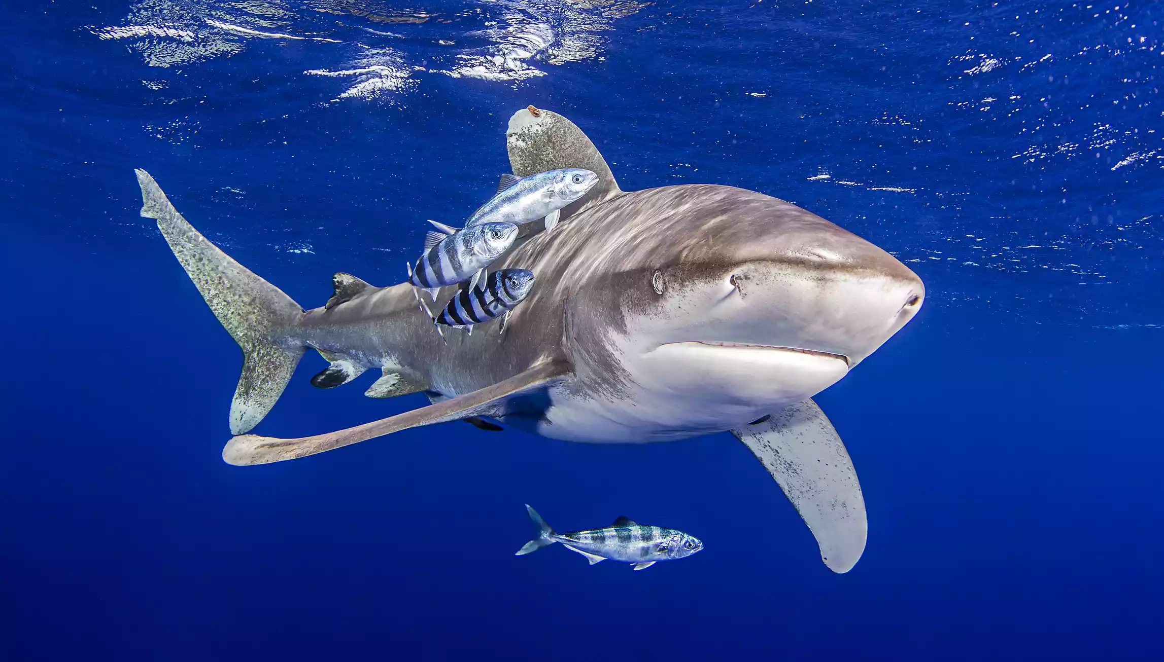 Grey Oceanic Whitetip Shark with blue striped pilot fish around it swimming in the ocean