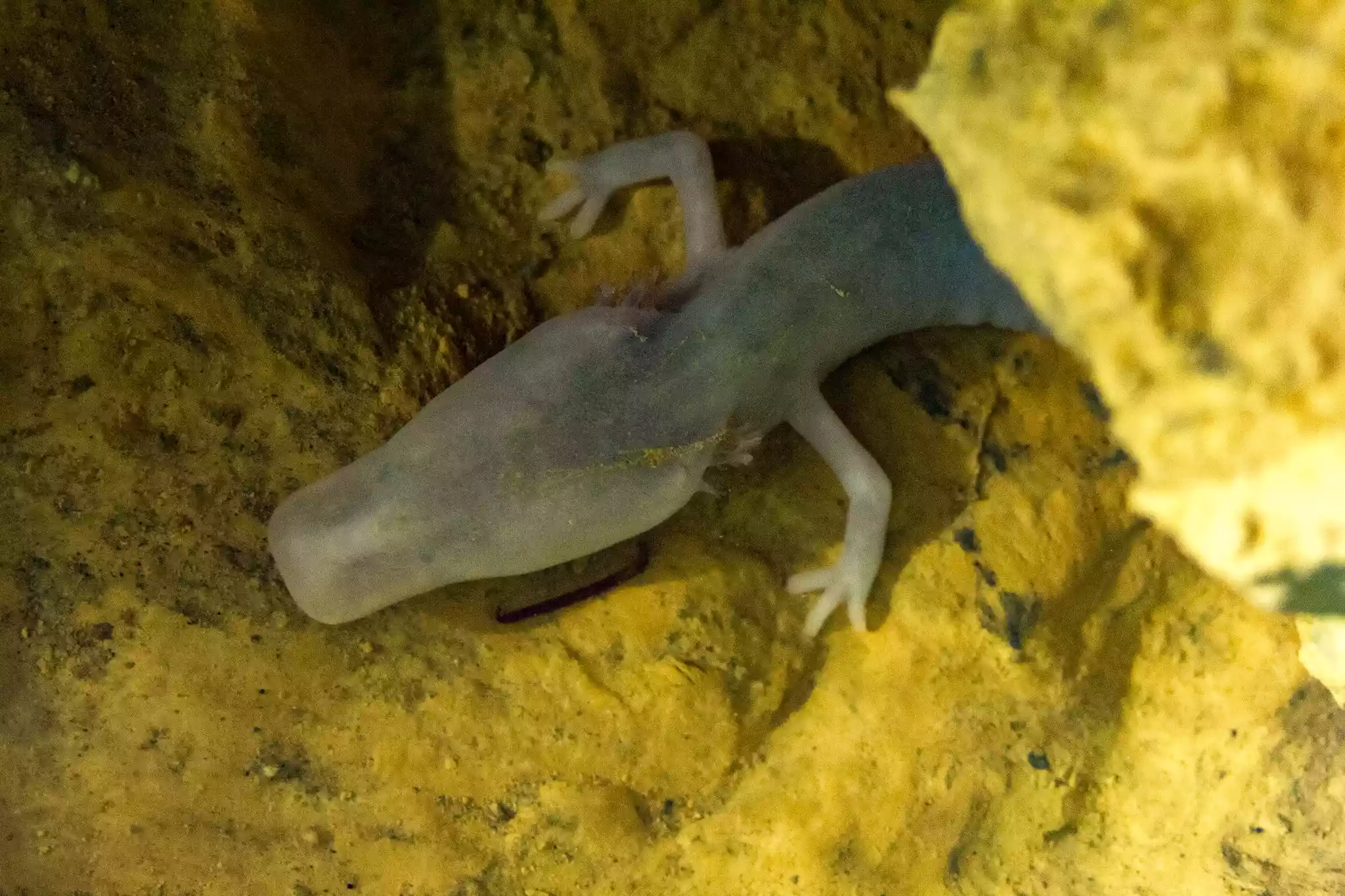 Olm (Proteus anguinus) a gecko like animal that is a translucent white and has no eyes
