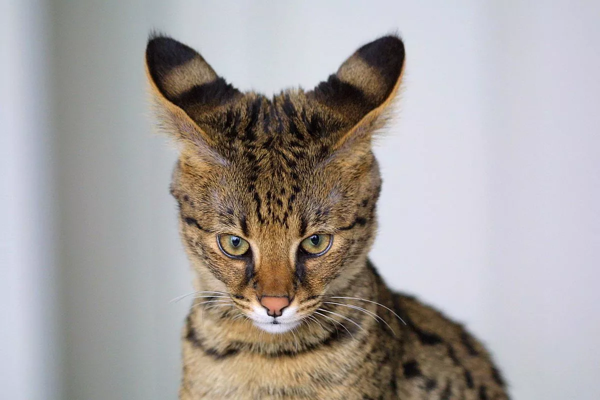The face of a Savannah cat, with tall striped ears and a small face.