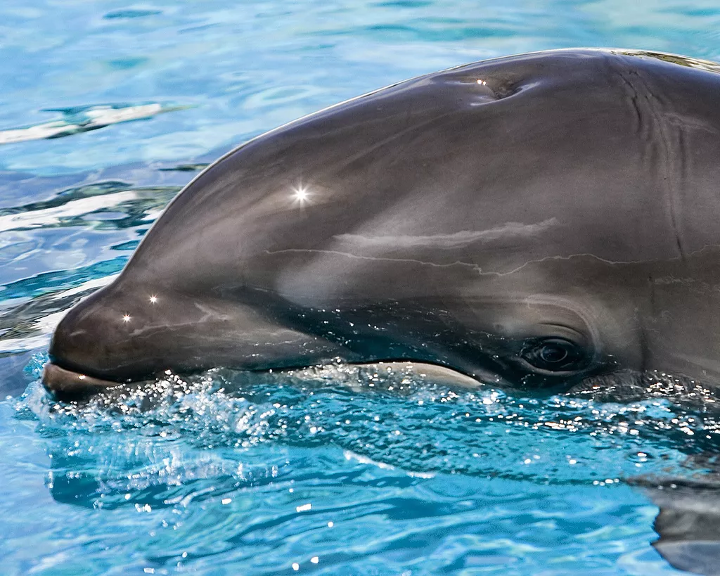 The close-up face of baby wholphin Kawili Kai at the water's surface