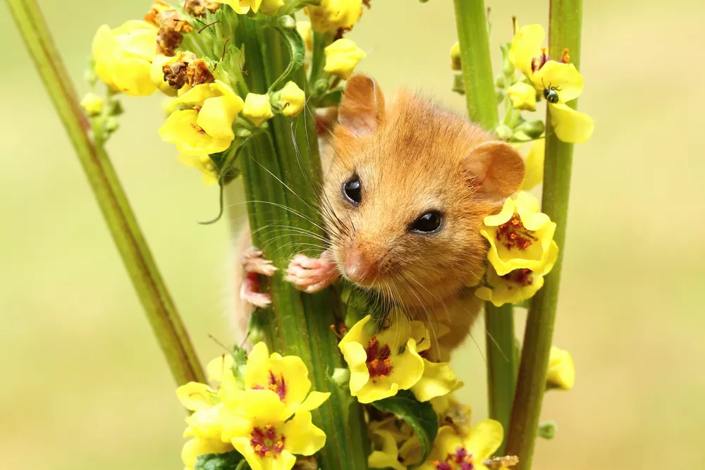 A dormouse peeks through yellow flowers