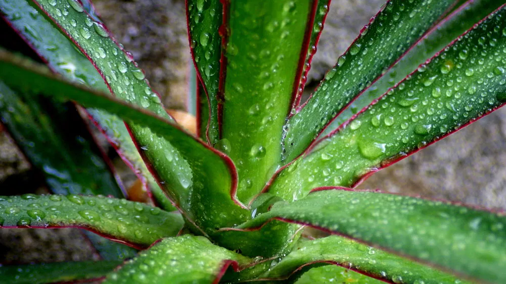 A close-up shot of a house plant with water droplets on its leaves