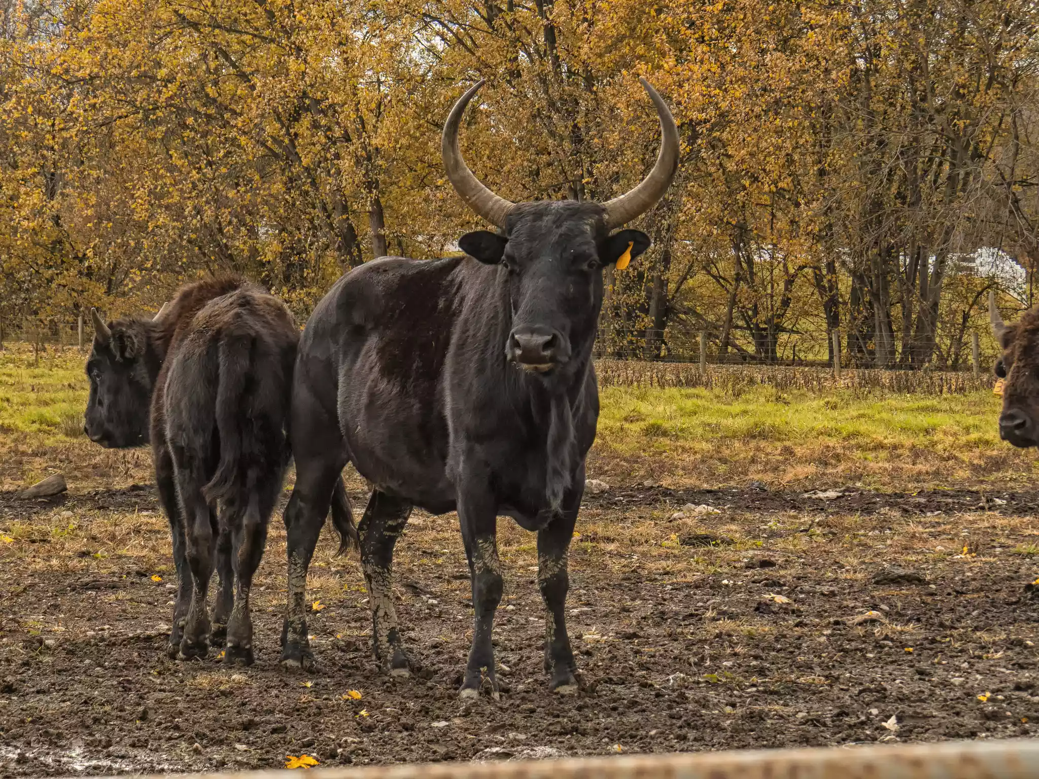 Two brown beefalo, one with horns, standing in a field with autumn foliage behind them.