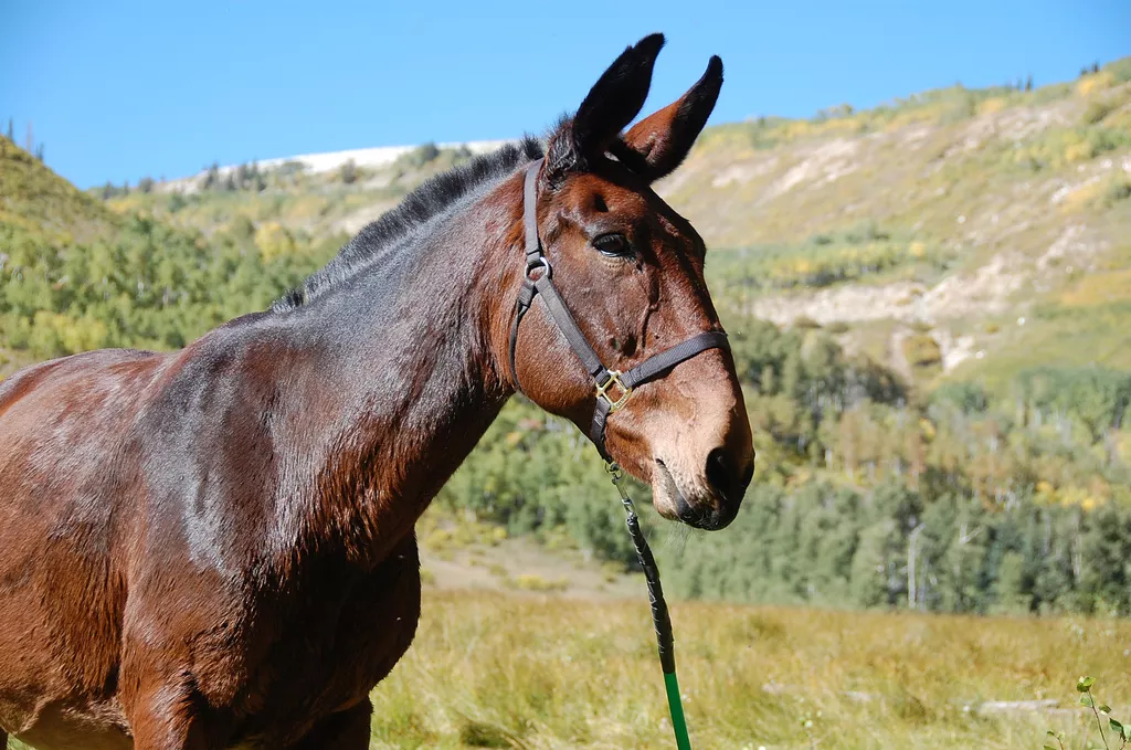 A brown mule with a halter and lead standing in a green mountainous area.
