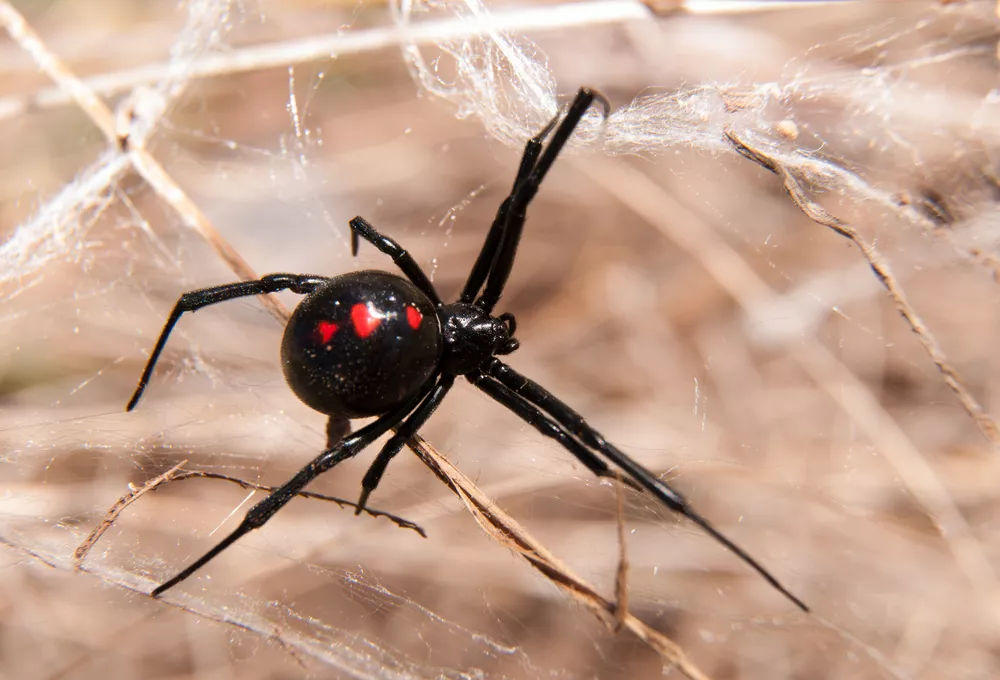 black widow spider with distinctive red markings on a web