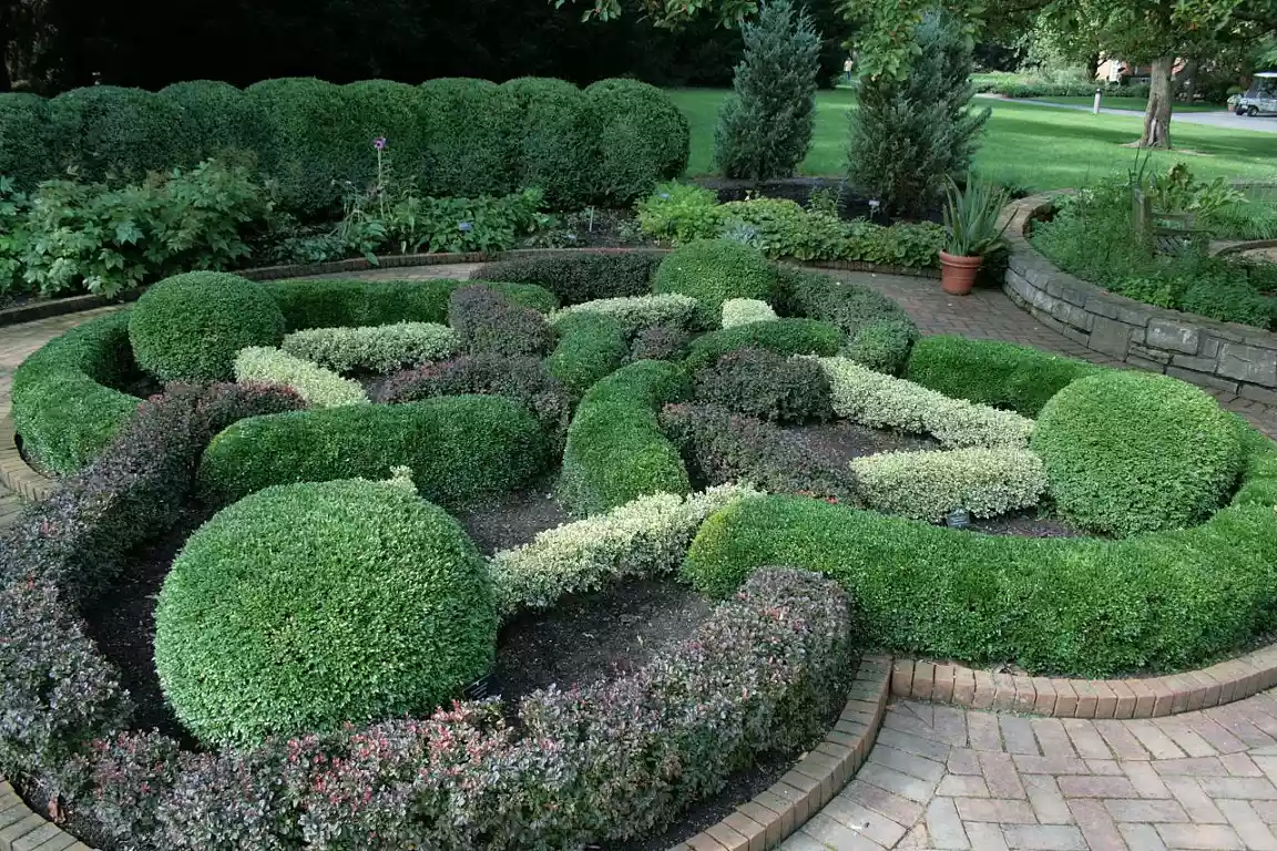 A garden of manicured bushes in the shape of a Celtic knot