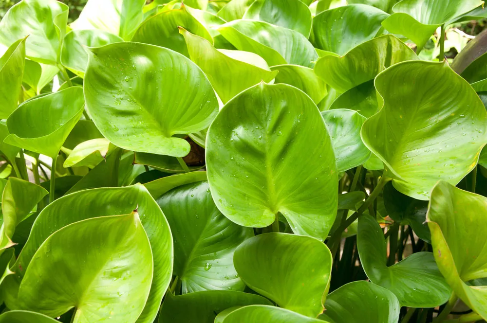 A close-up view of bright green, heart-shaped leaves