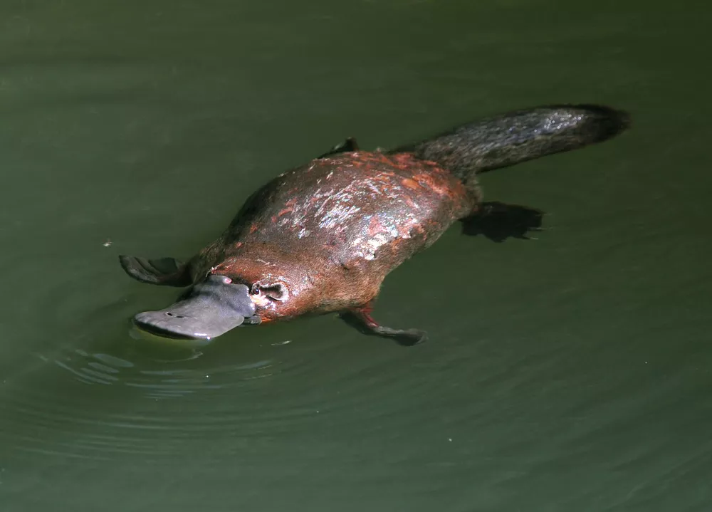 A platypus floating near the surface of the water