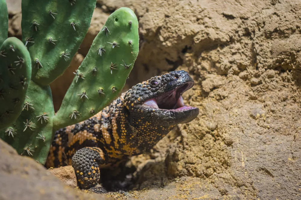 A gila monster with its mouth open peaking out from a hole in the sand next to a green cactus