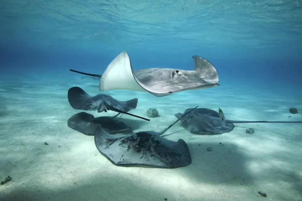One stingray swimming near the ocean's surface while four stingrays sit on the sand floor below