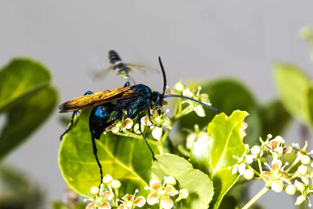 A tarantual hawk wasp on a flowering plant with green leaves