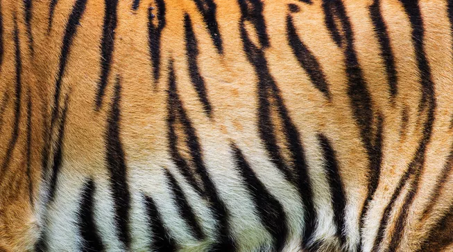 A close-up of tiger fur