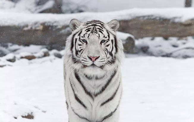 A white tiger stands in a snowy background